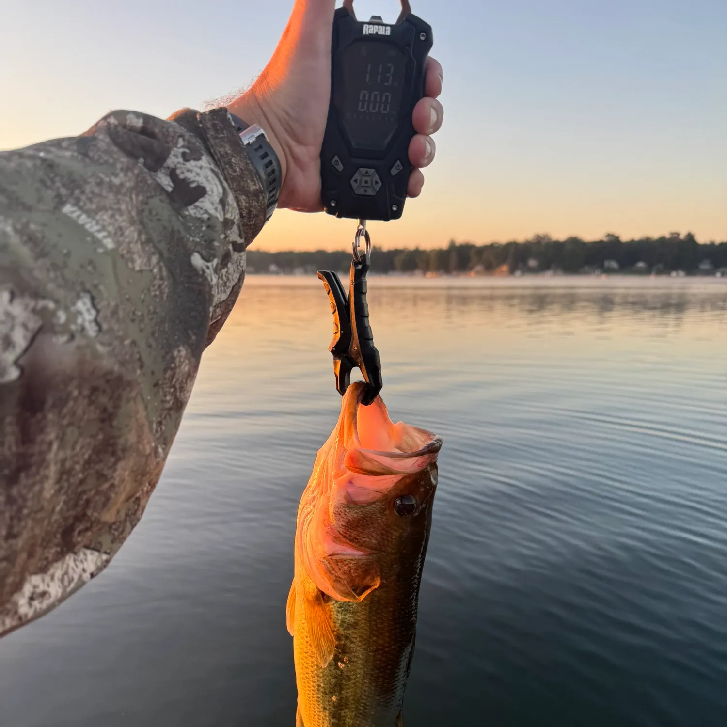 Largemouth bass caught on Fishbrain