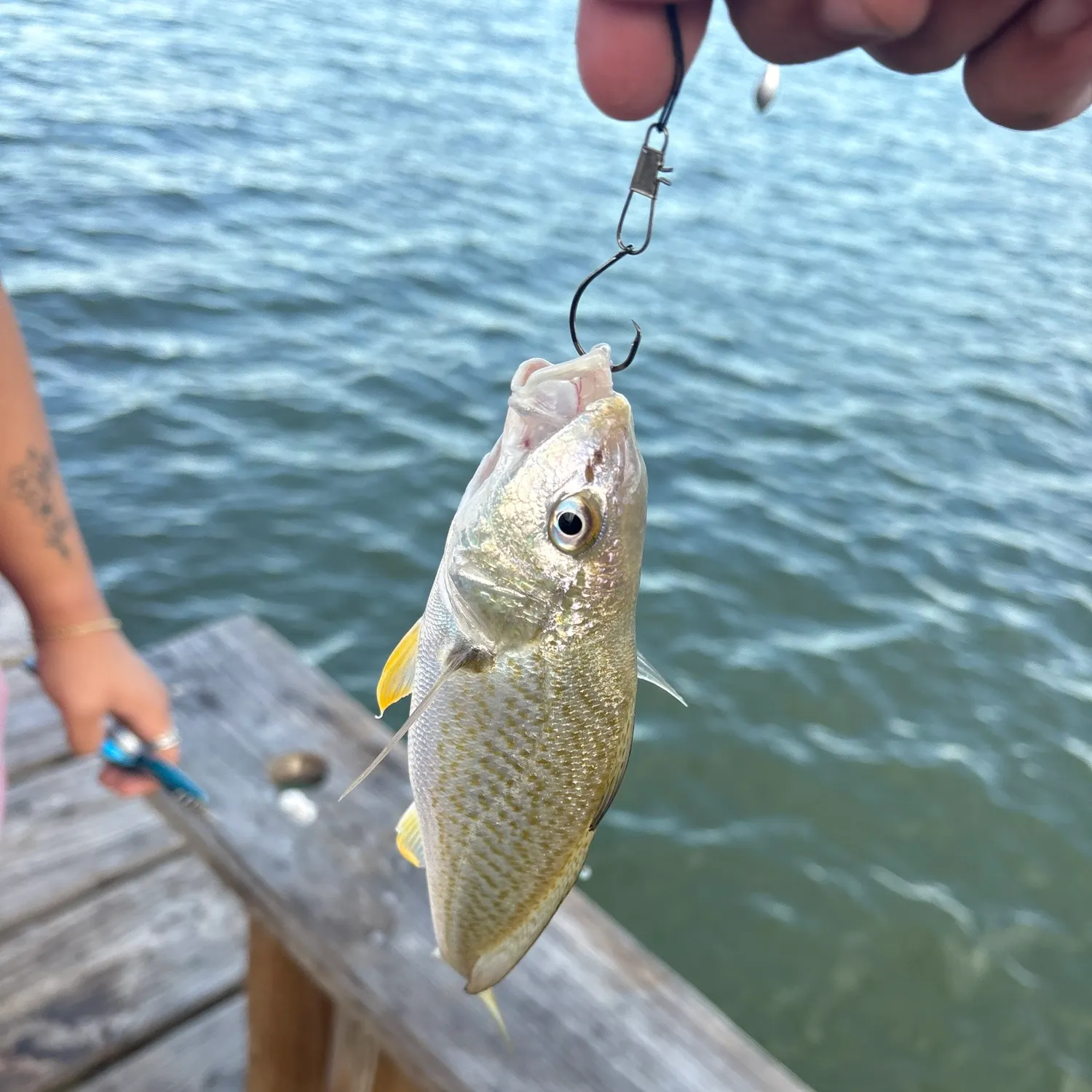 Atlantic croaker caught on Fishbrain