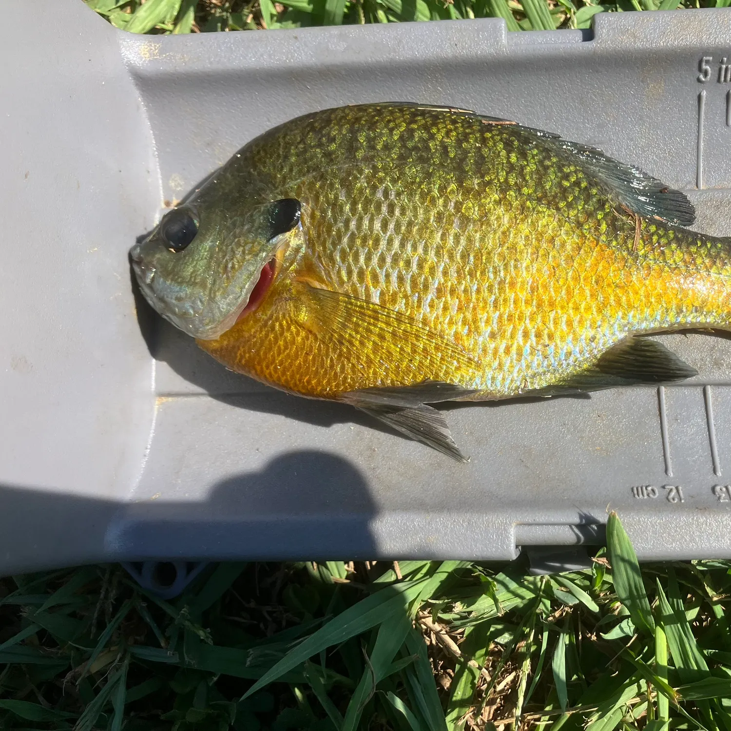 Bluegill caught on Fishbrain