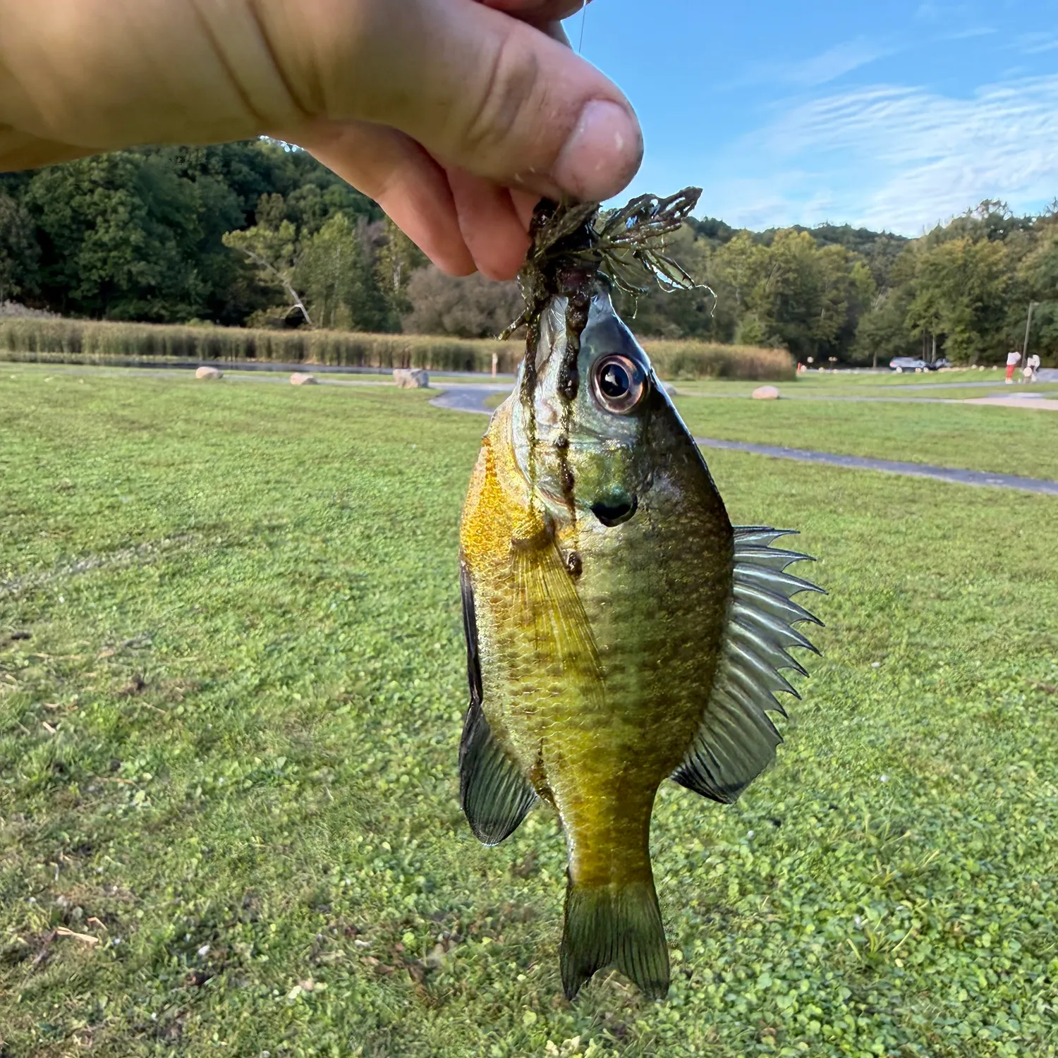 Bluegill caught on Fishbrain