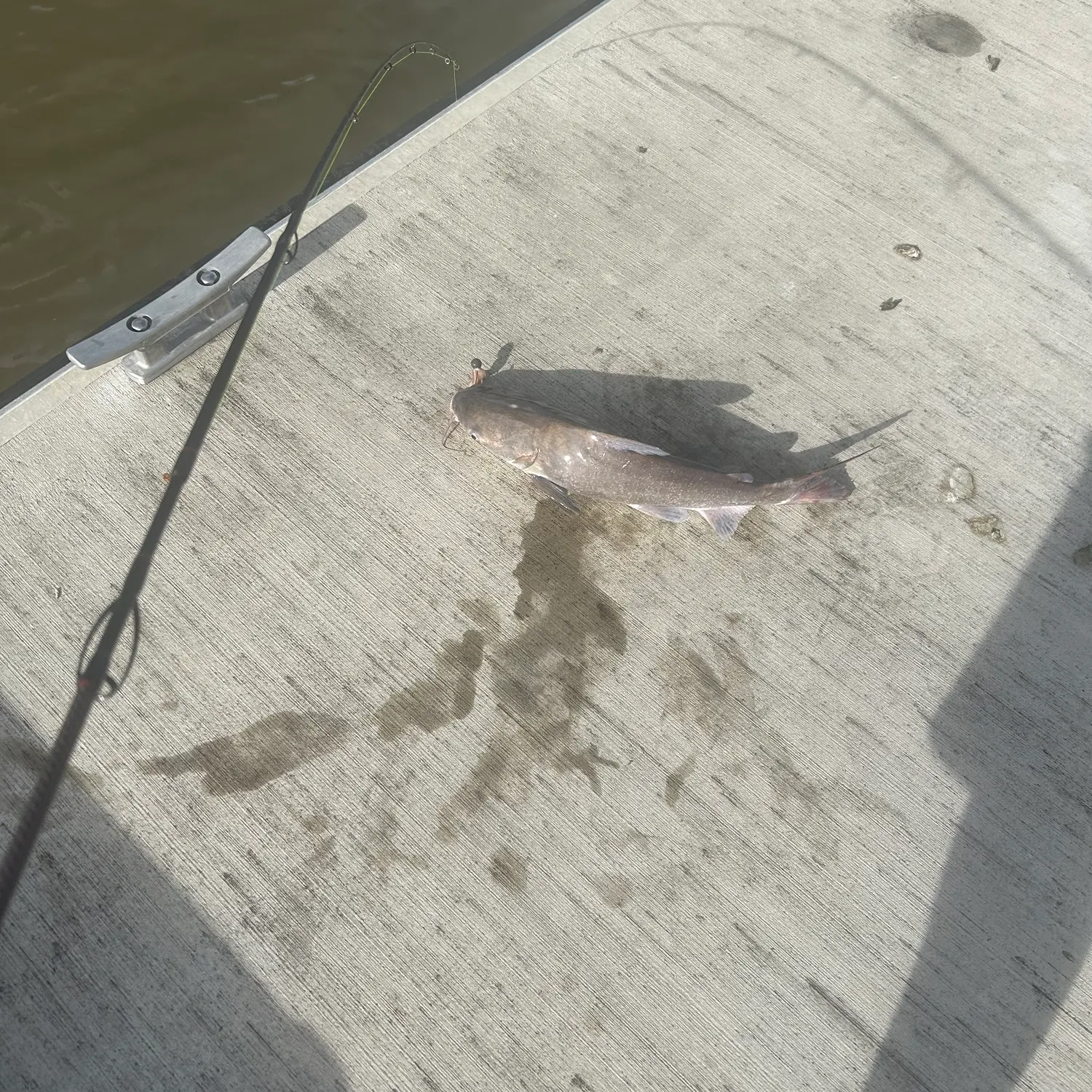 The most recent Blue salmon catfish catches on Fishbrain