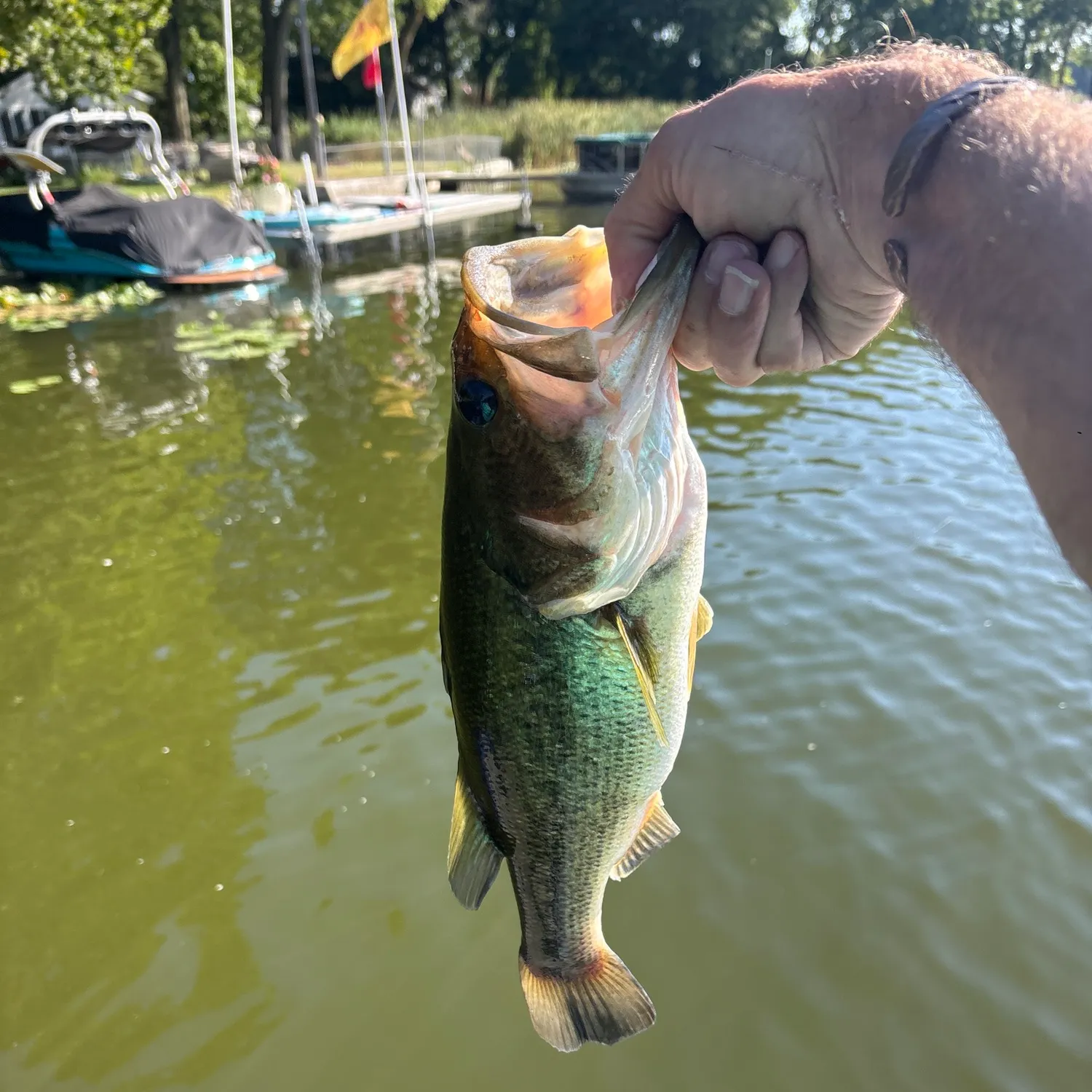 Largemouth bass caught on Fishbrain