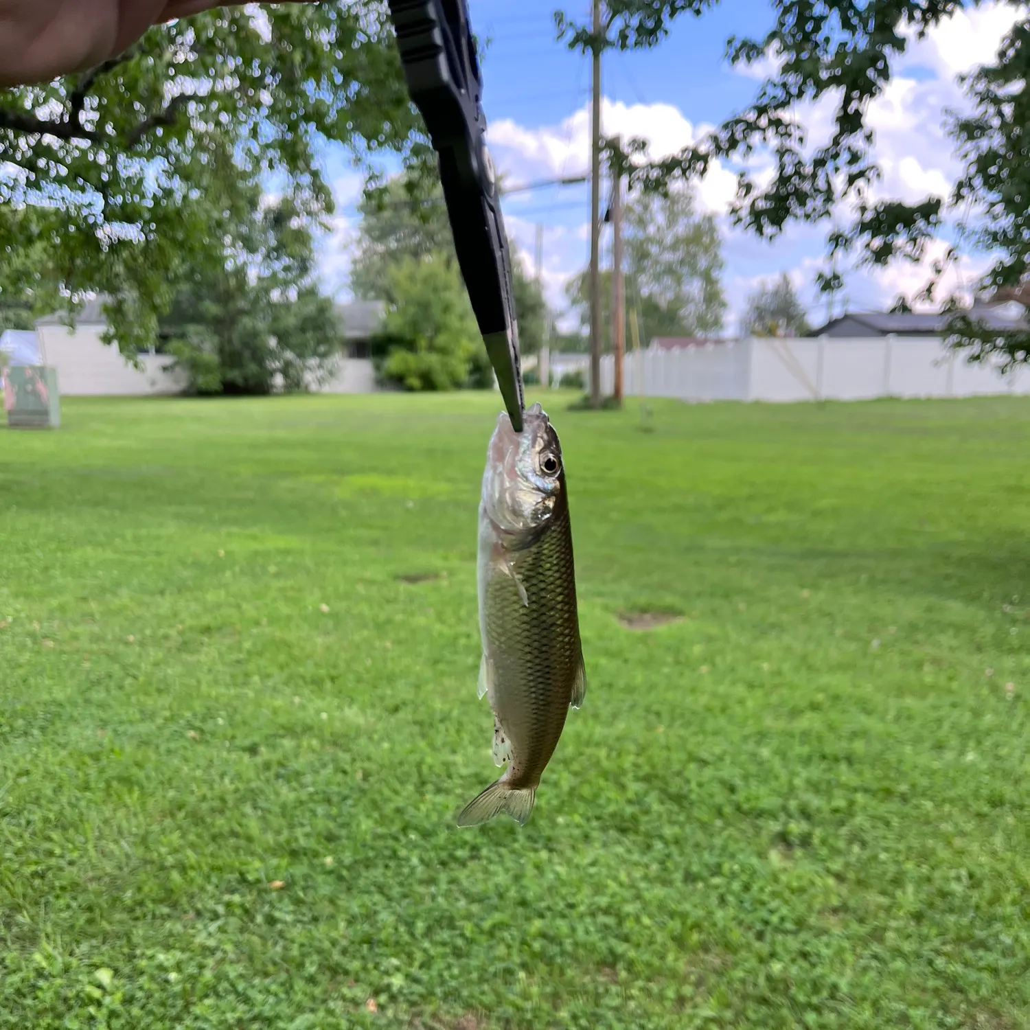 Fallfish caught on Fishbrain