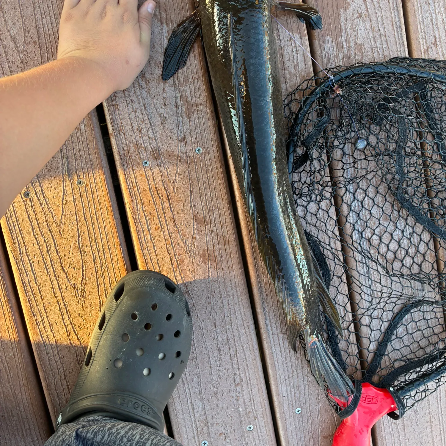 The most recent Bullseye snakehead catches on Fishbrain
