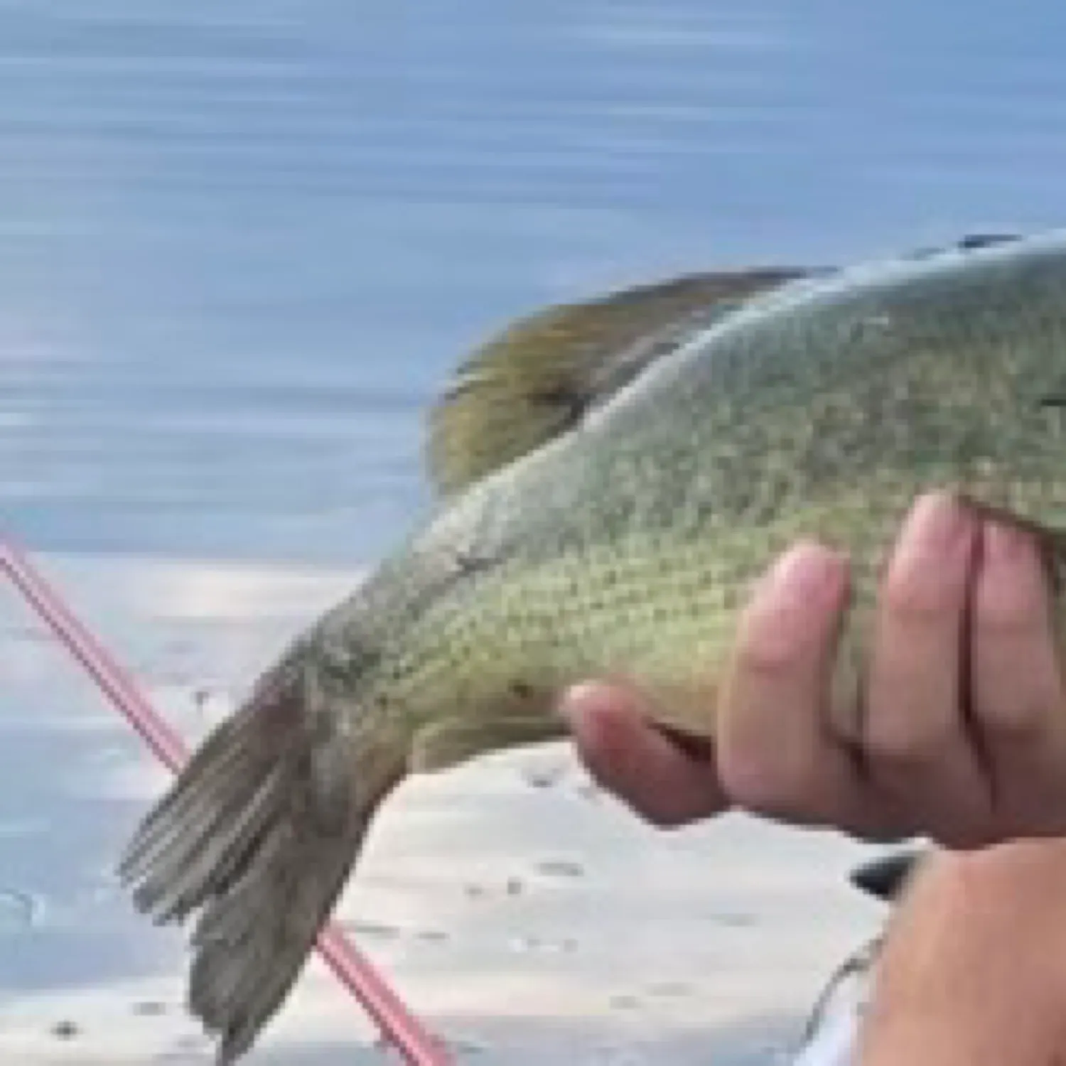 angler catch