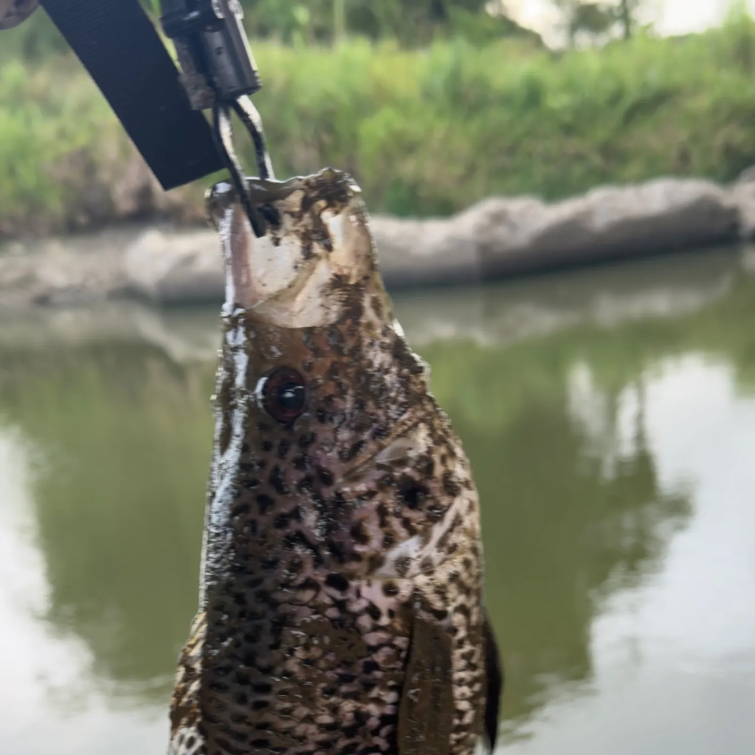 The most recent Jaguar cichlid catches on Fishbrain