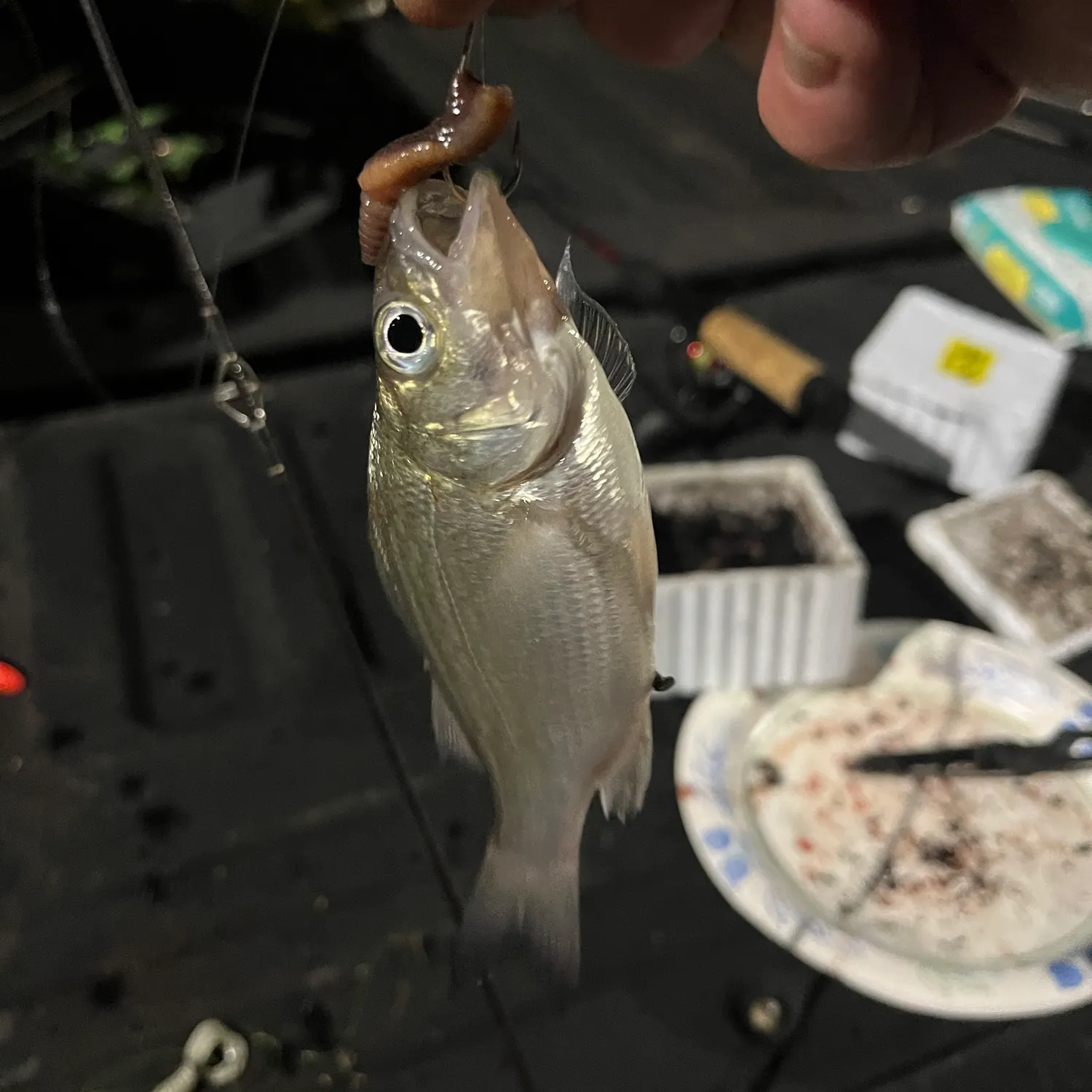 White perch caught on Fishbrain