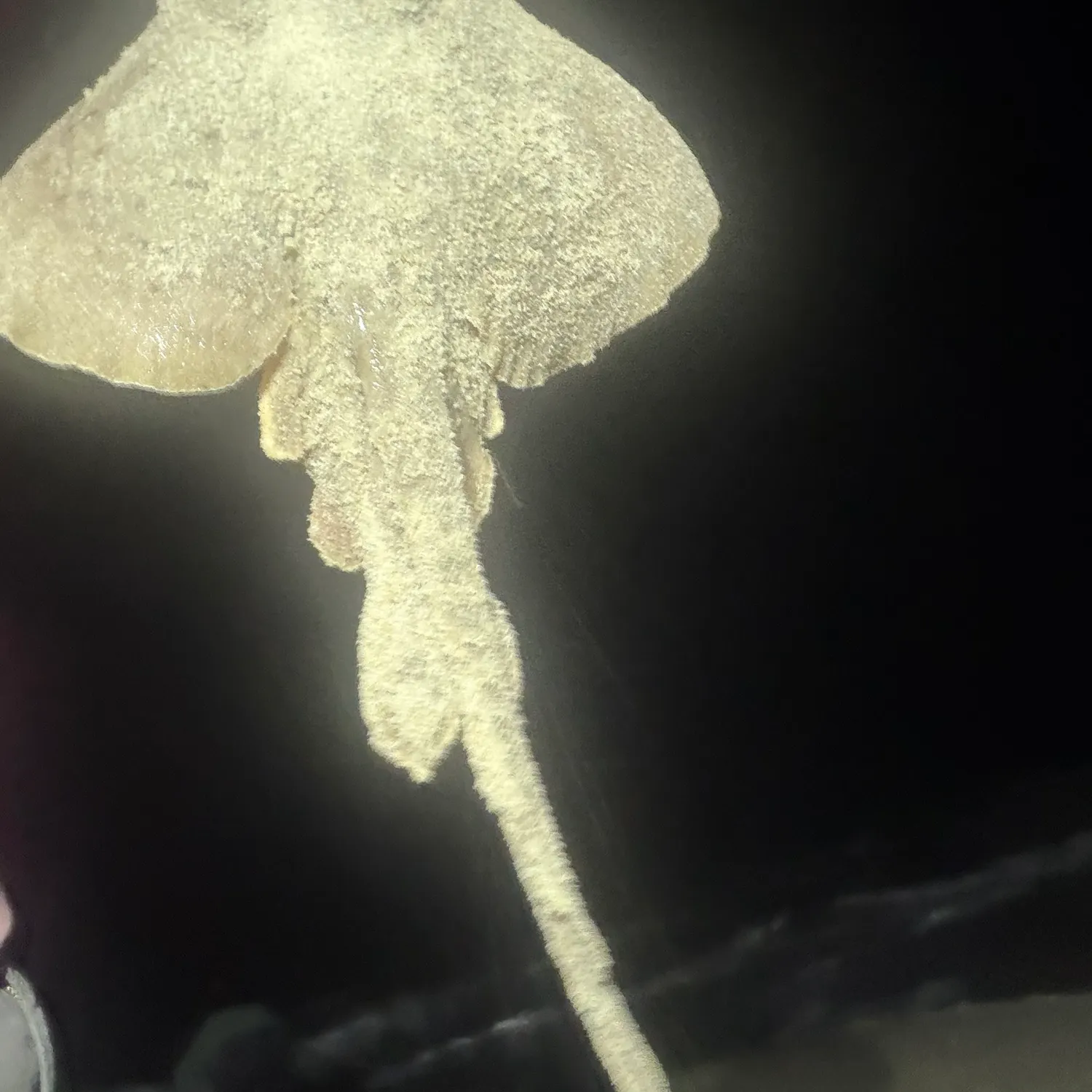 Blue skate caught on Fishbrain