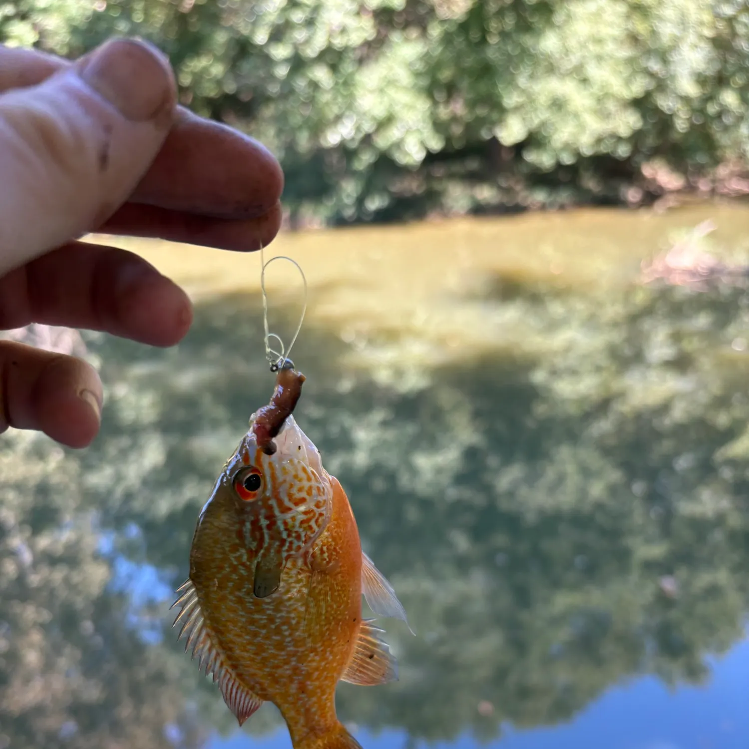 Longear sunfish caught on Fishbrain