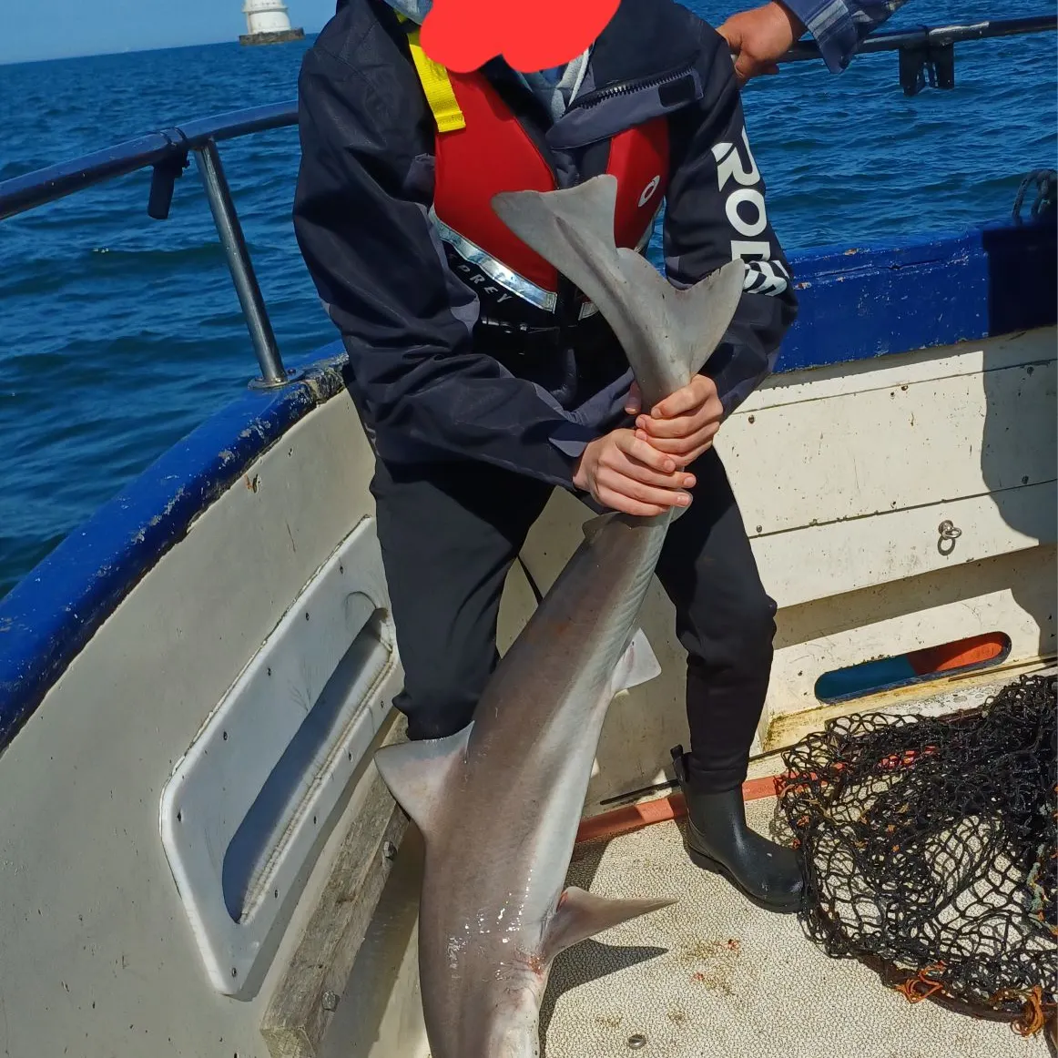 The most recent Tope shark catches on Fishbrain