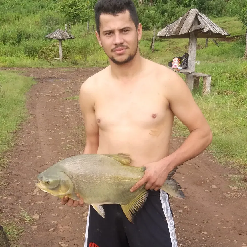 Small-scaled pacu caught on Fishbrain