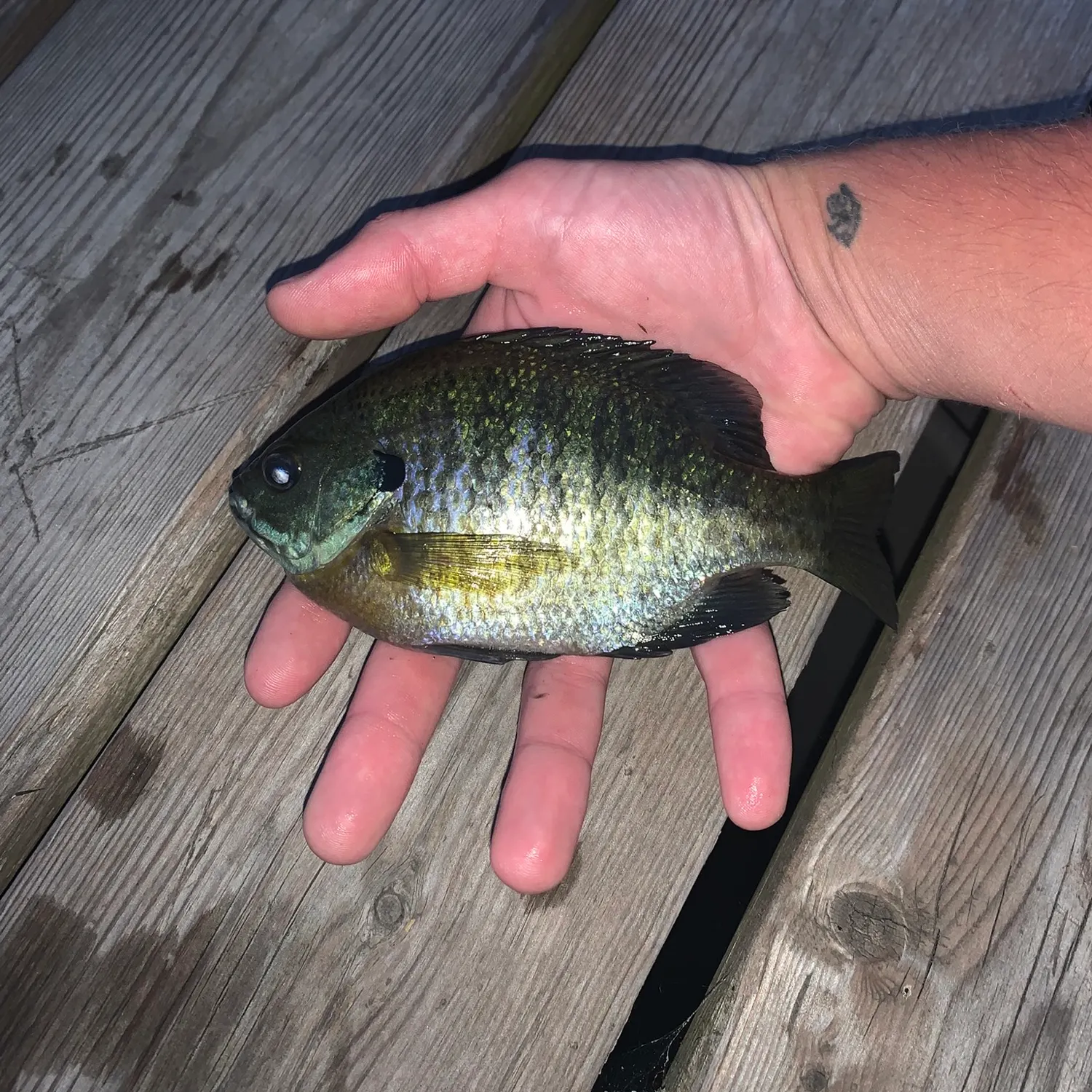 recently logged catches