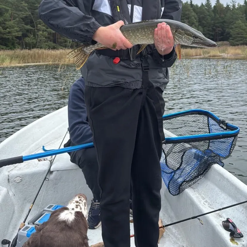 Northern pike caught on Fishbrain