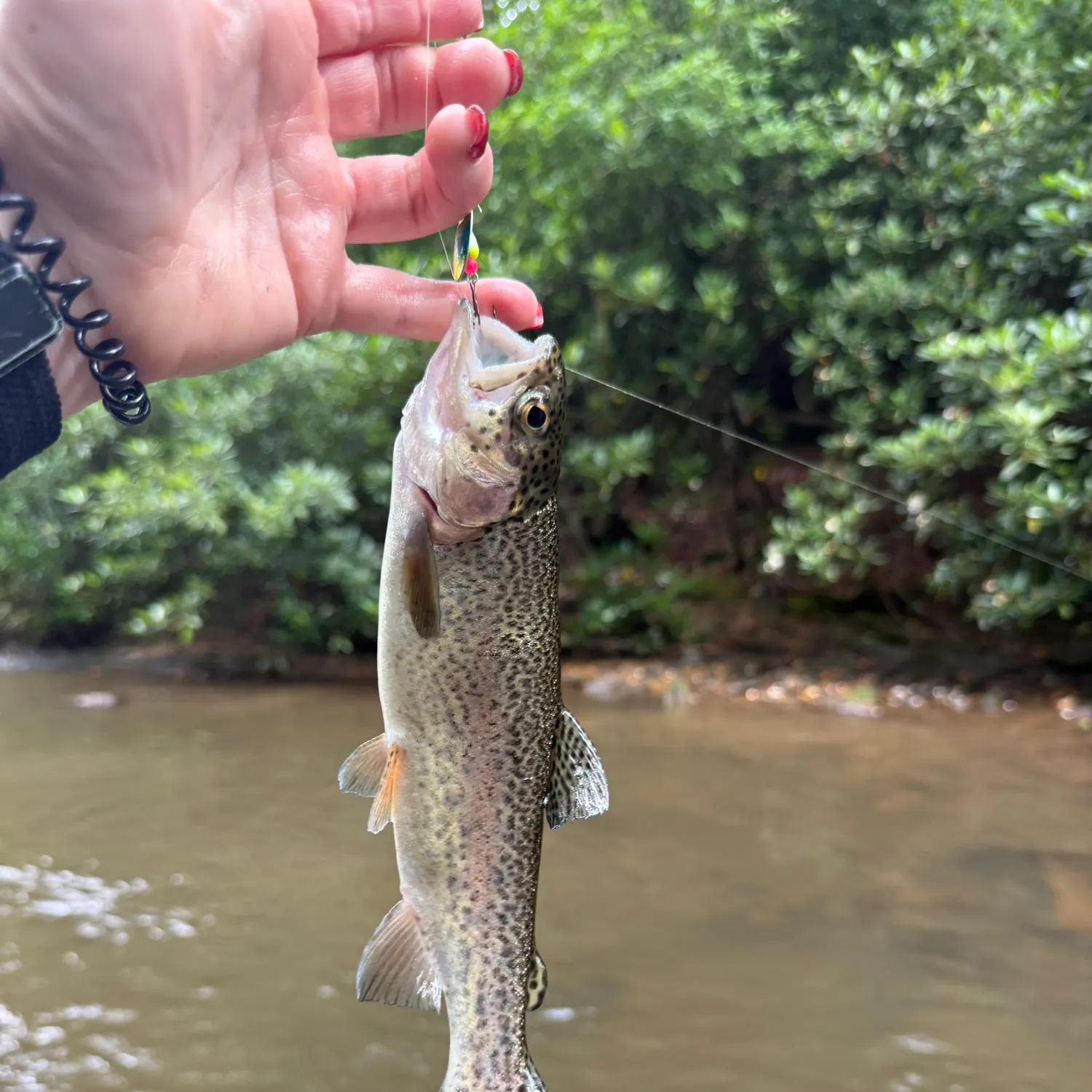 recently logged catches