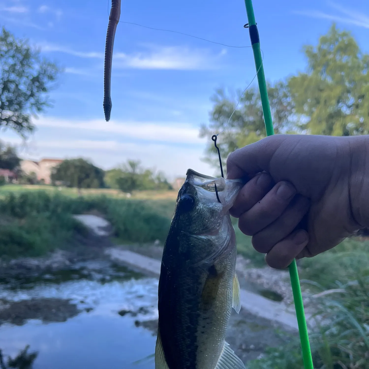 Largemouth bass caught on Fishbrain