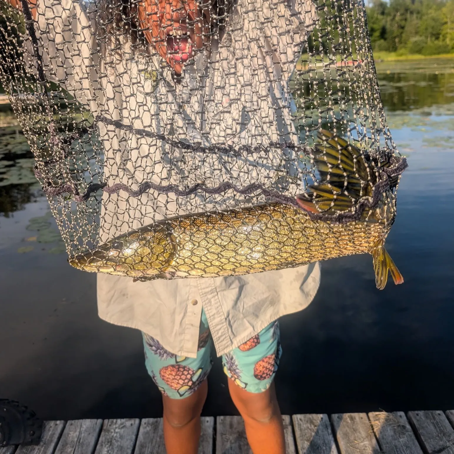 Northern pike caught on Fishbrain