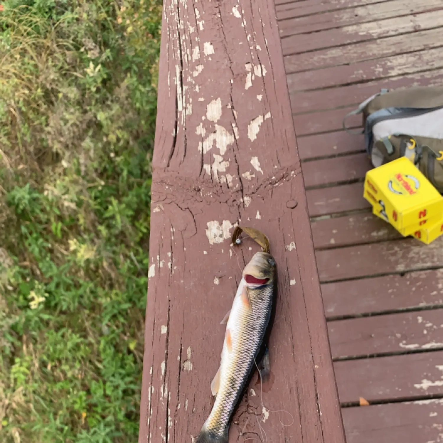 The most recent Creek chub catches on Fishbrain