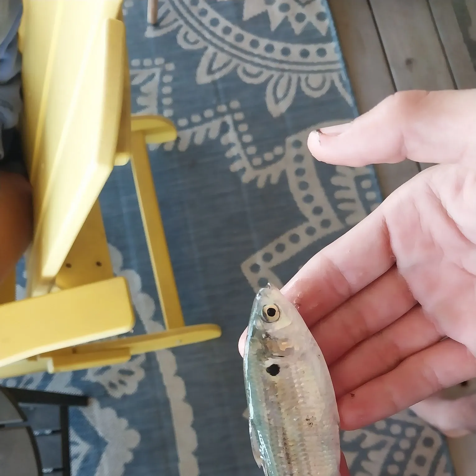 American shad caught on Fishbrain
