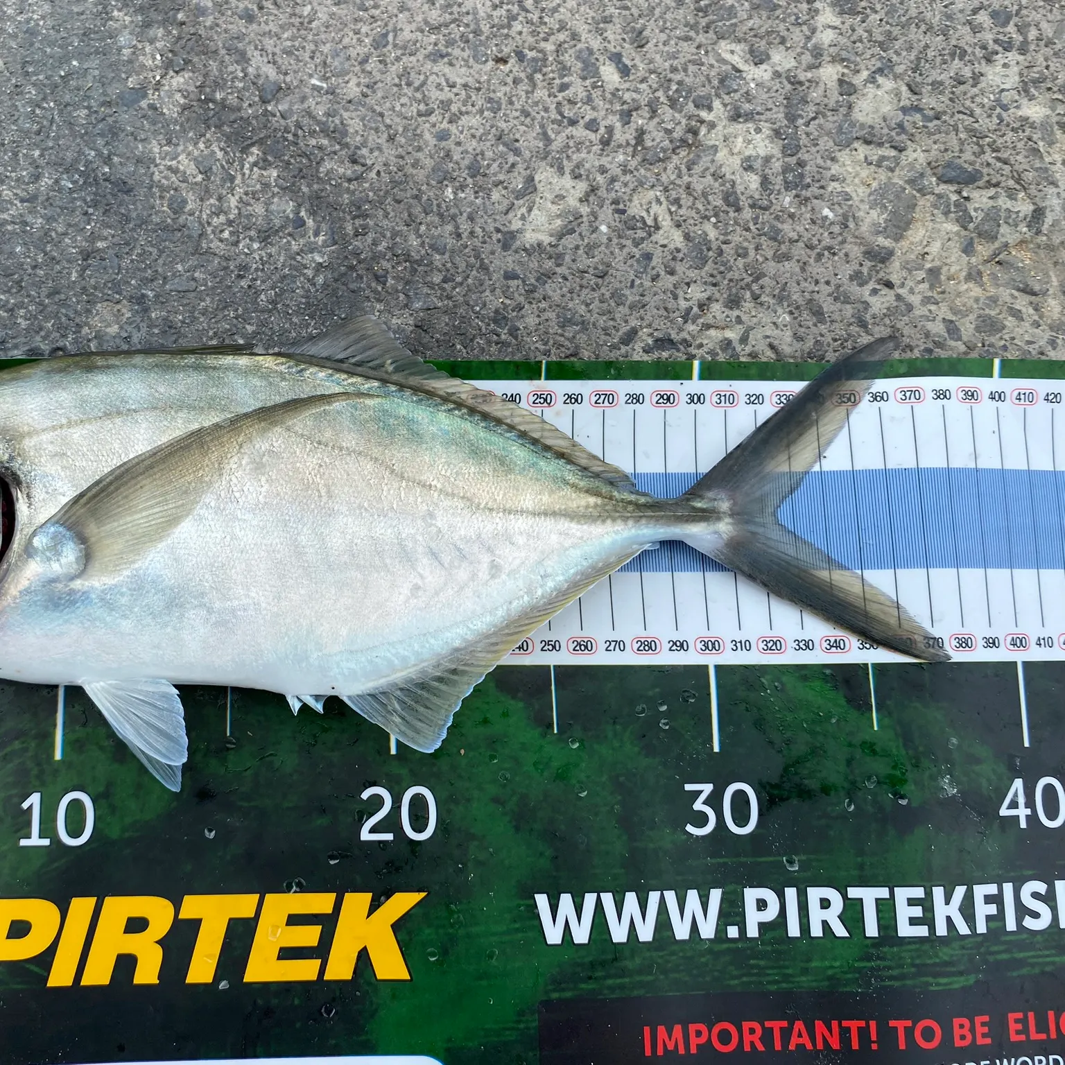 The most recent White trevally catches on Fishbrain