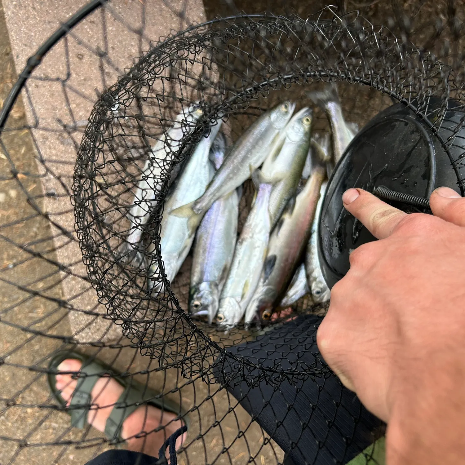 recently logged catches