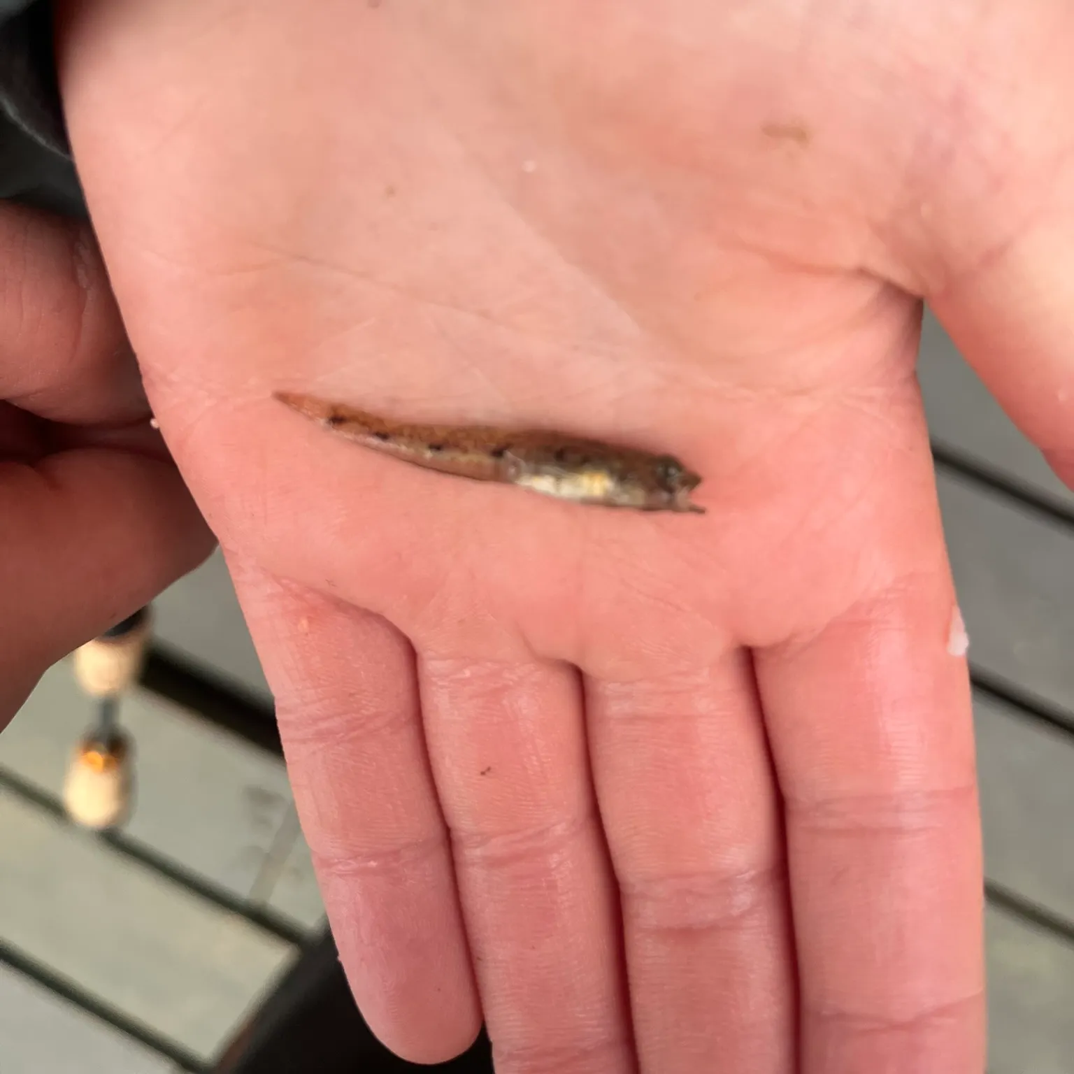 The most recent Painted goby catches on Fishbrain