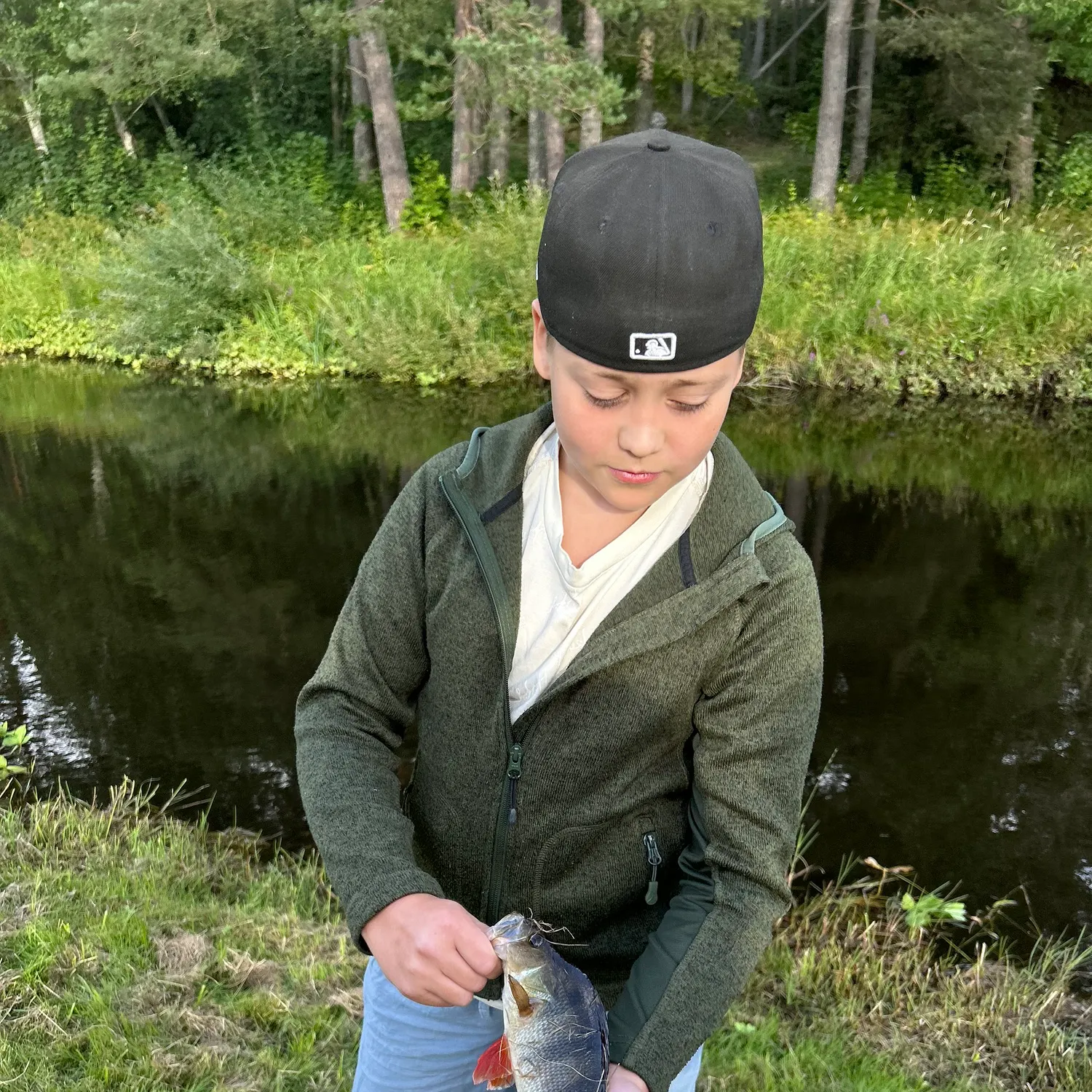 European perch caught on Fishbrain