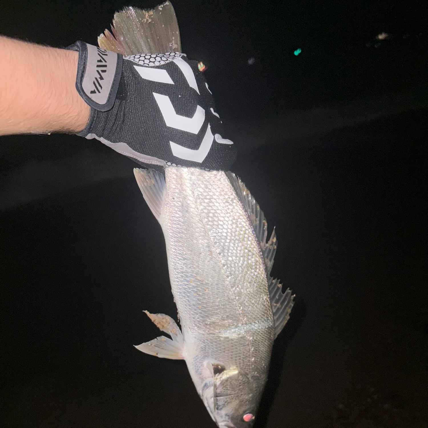 The most recent Japanese meagre catches on Fishbrain