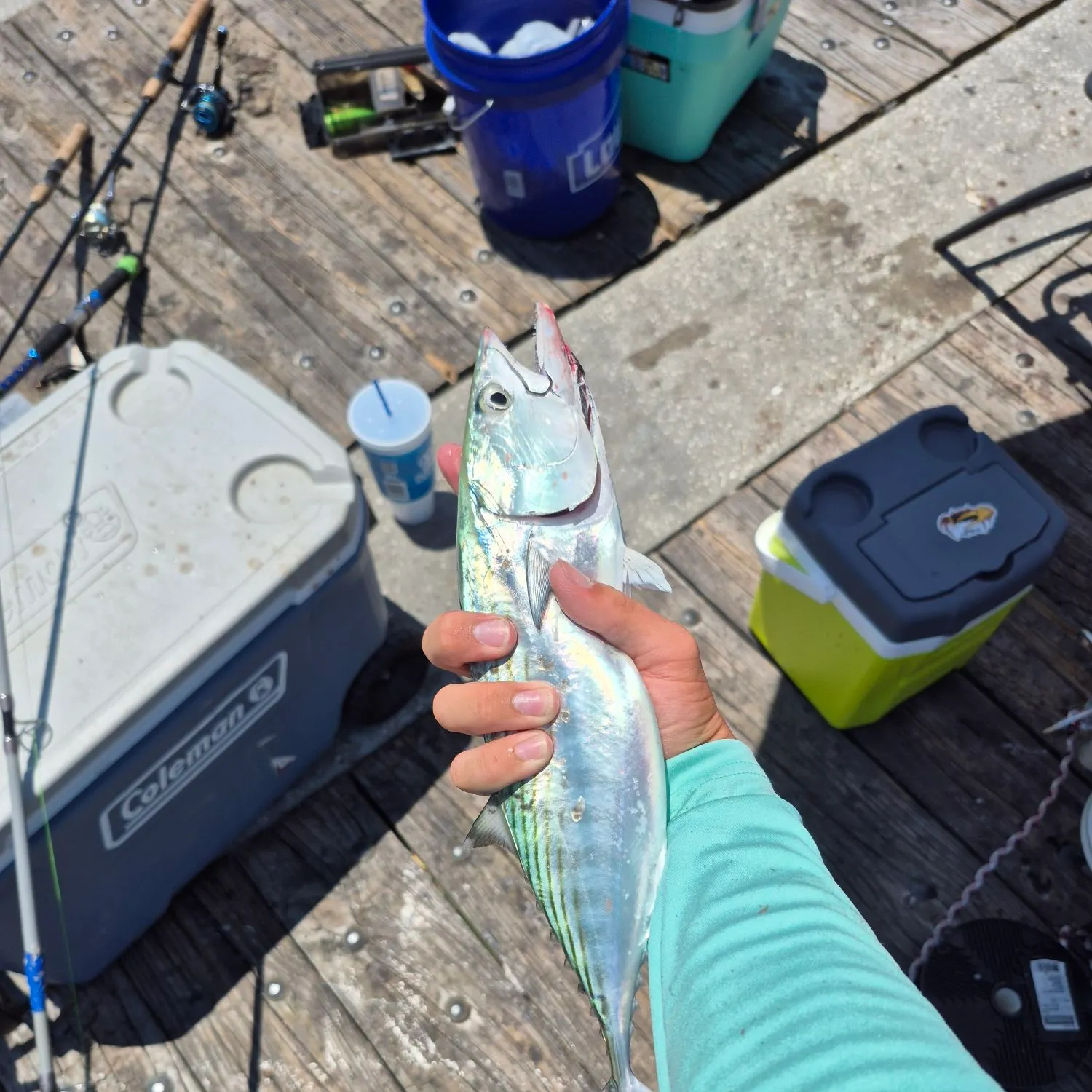 The most recent Atlantic bonito catches on Fishbrain