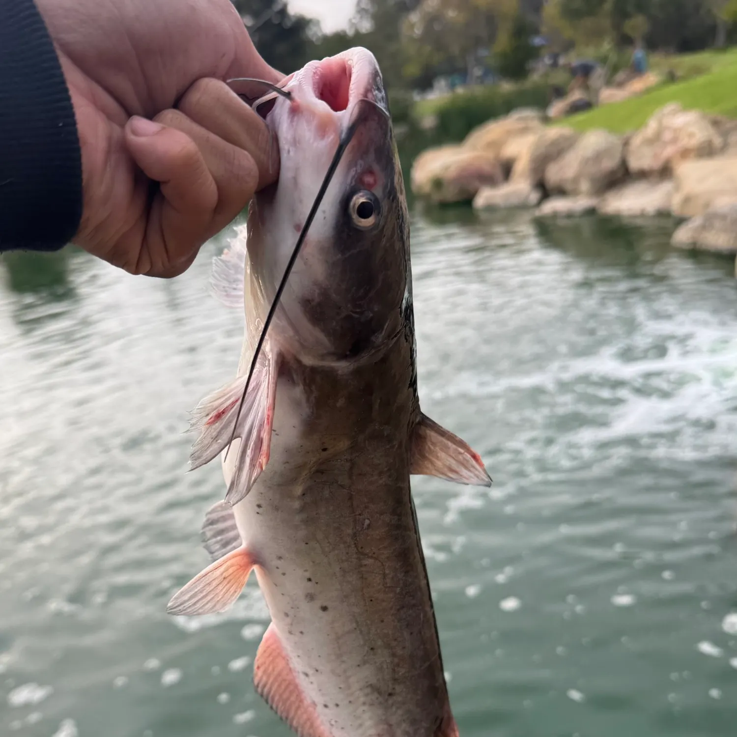 catch