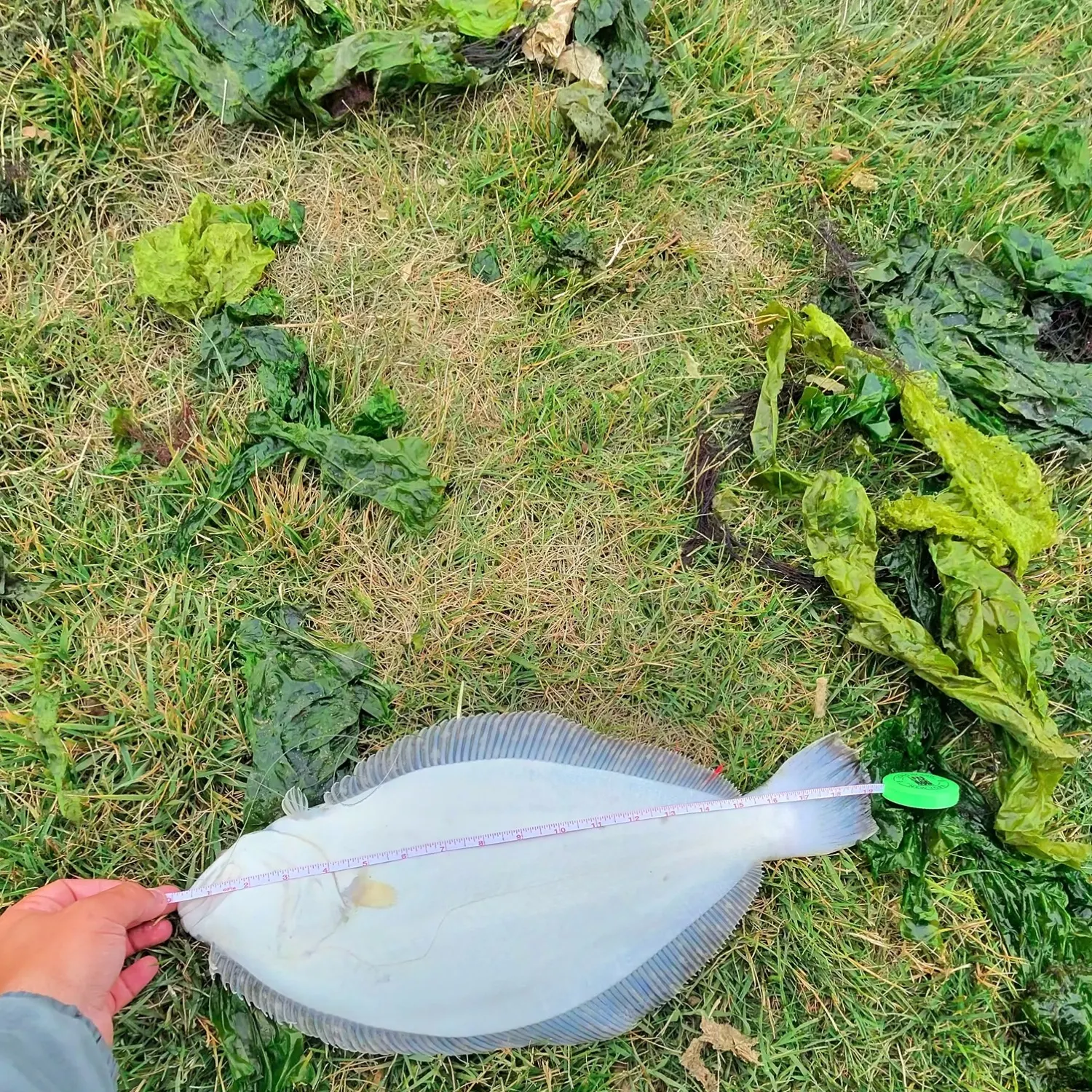 The most recent Summer flounder catches on Fishbrain