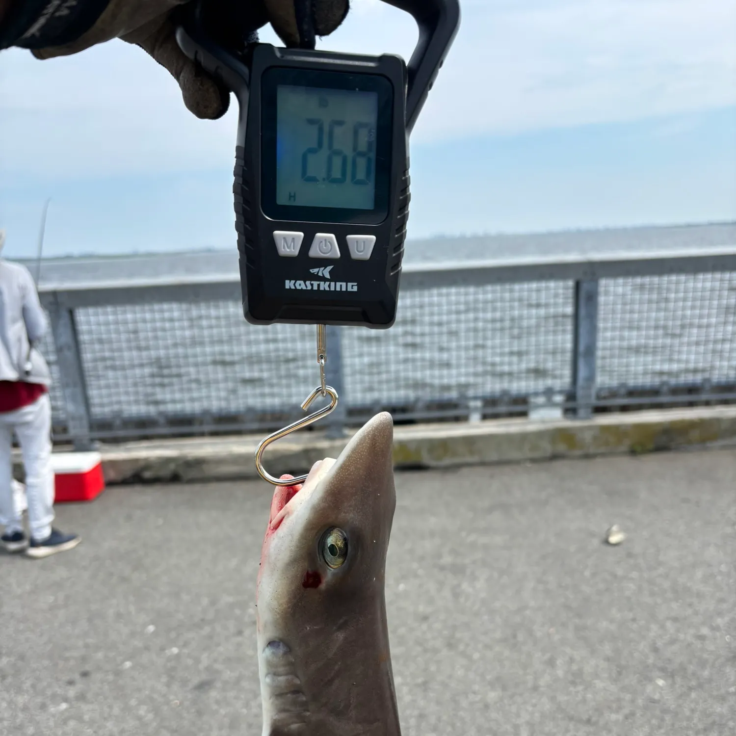 Dusky smooth-hound caught on Fishbrain
