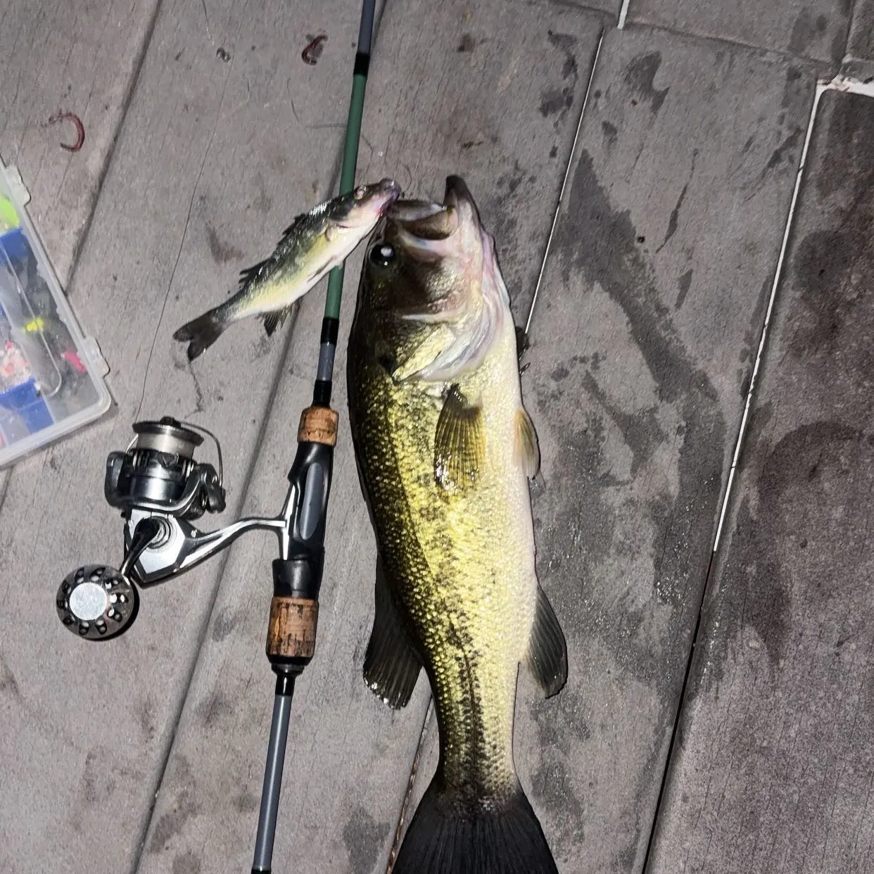 Largemouth bass caught on Fishbrain