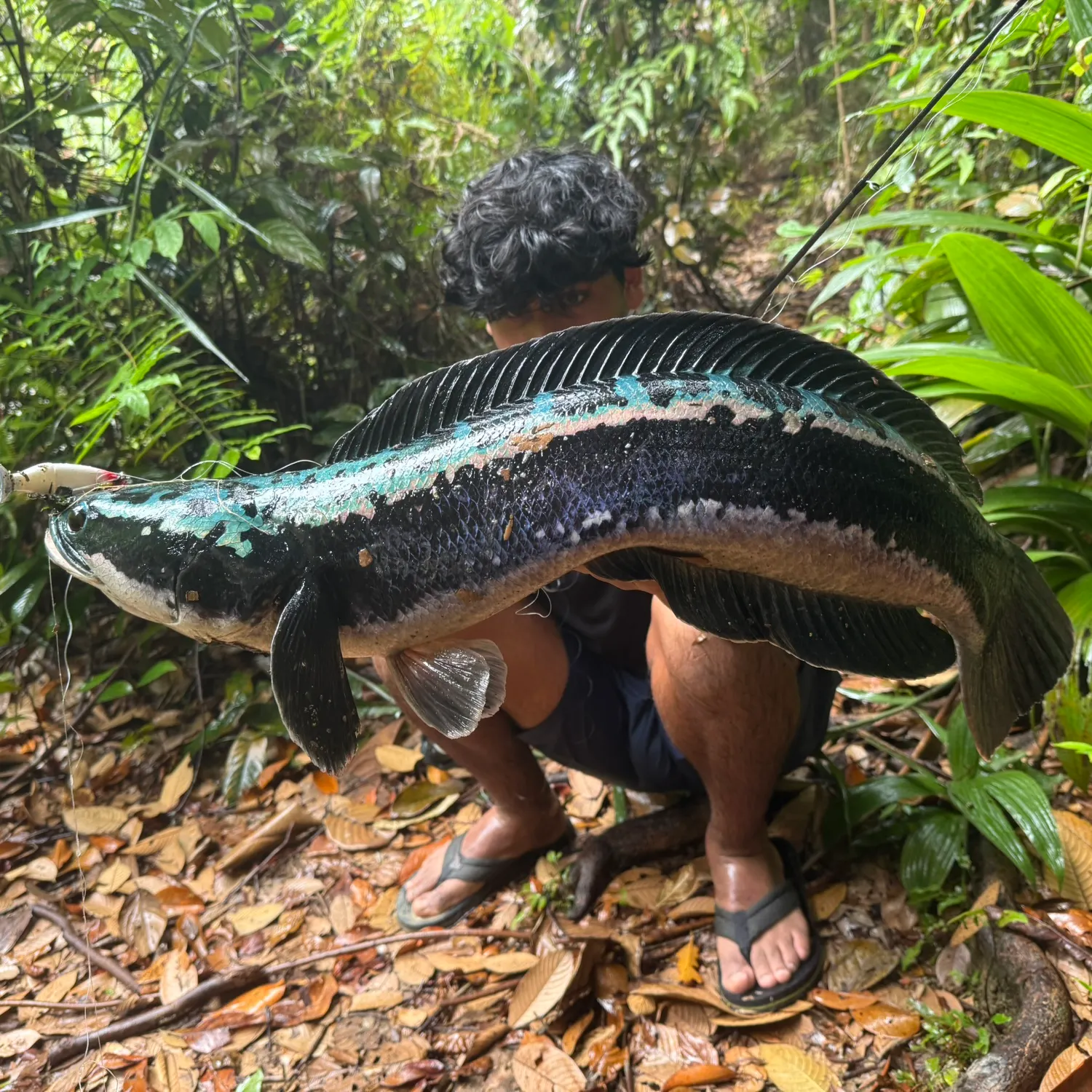 The most recent Indonesian snakehead catches on Fishbrain