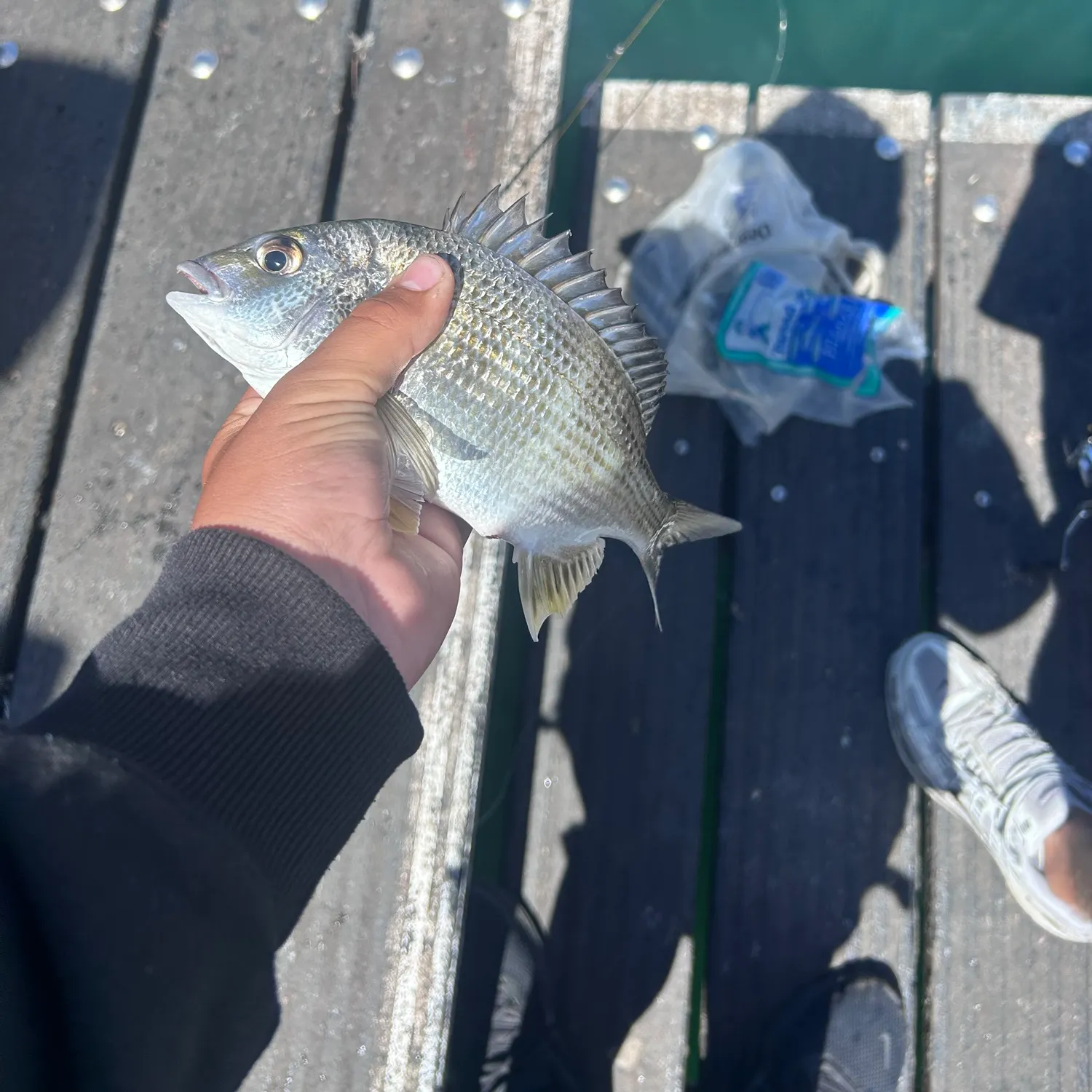 Surf bream caught on Fishbrain