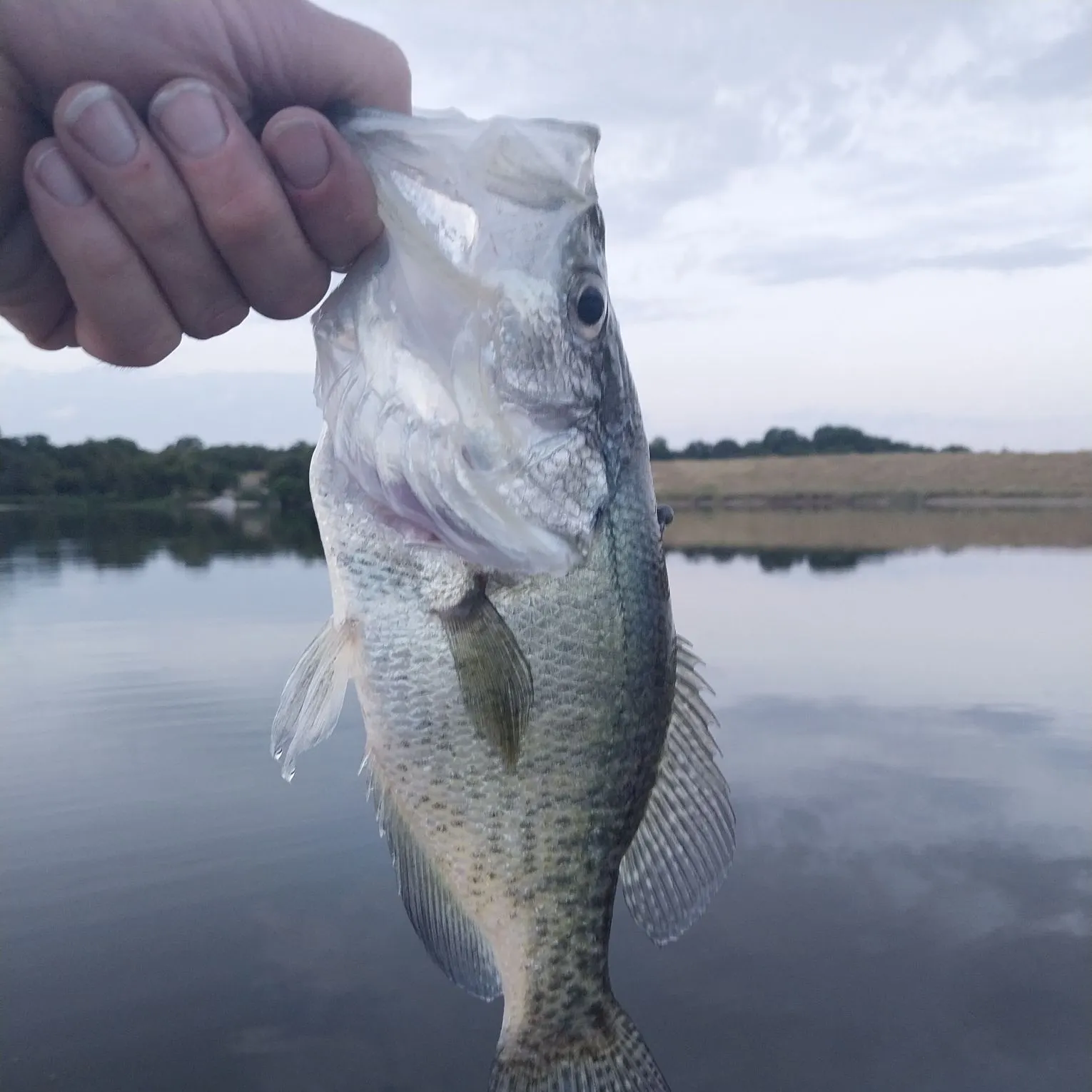 White crappie caught on Fishbrain