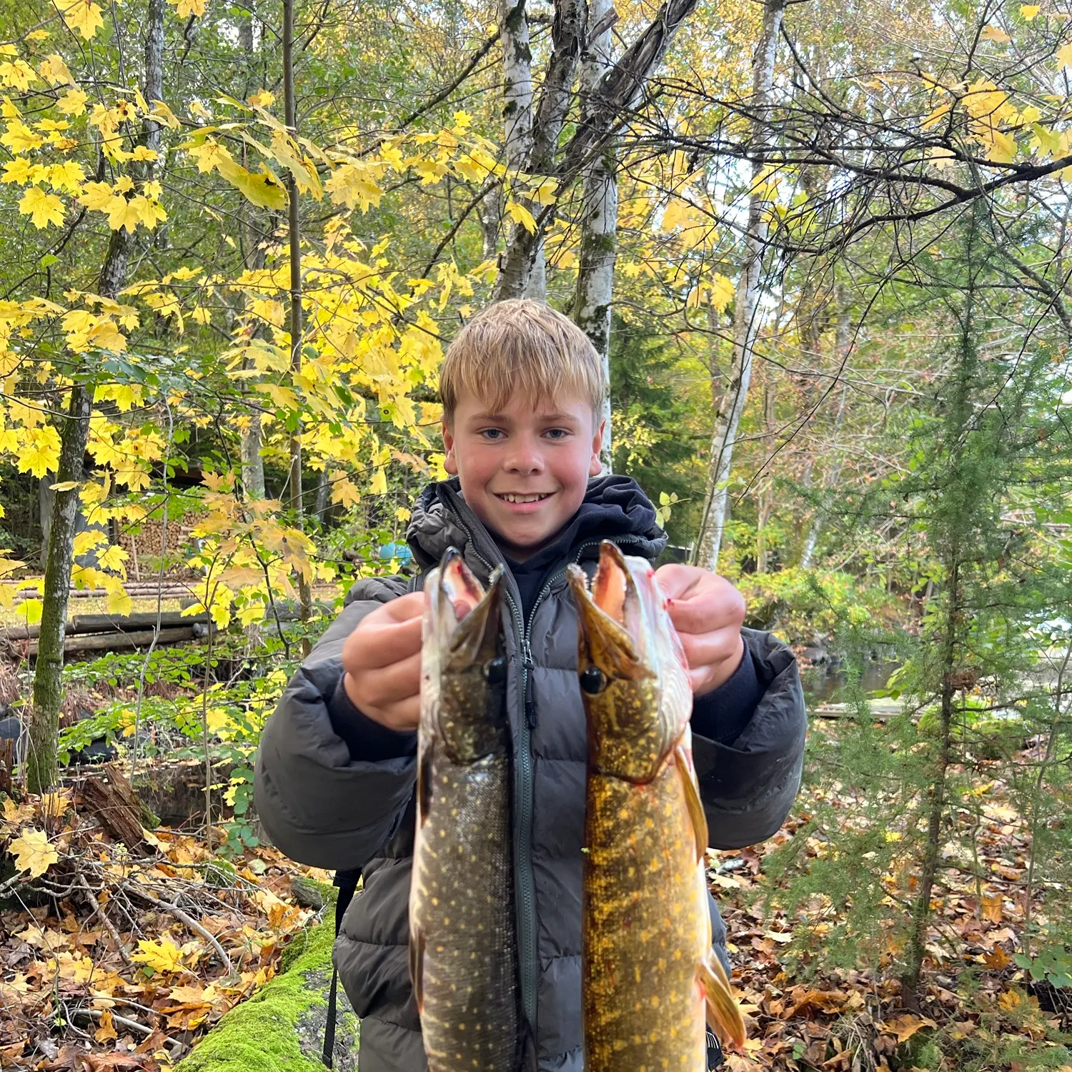 Northern pike caught on Fishbrain