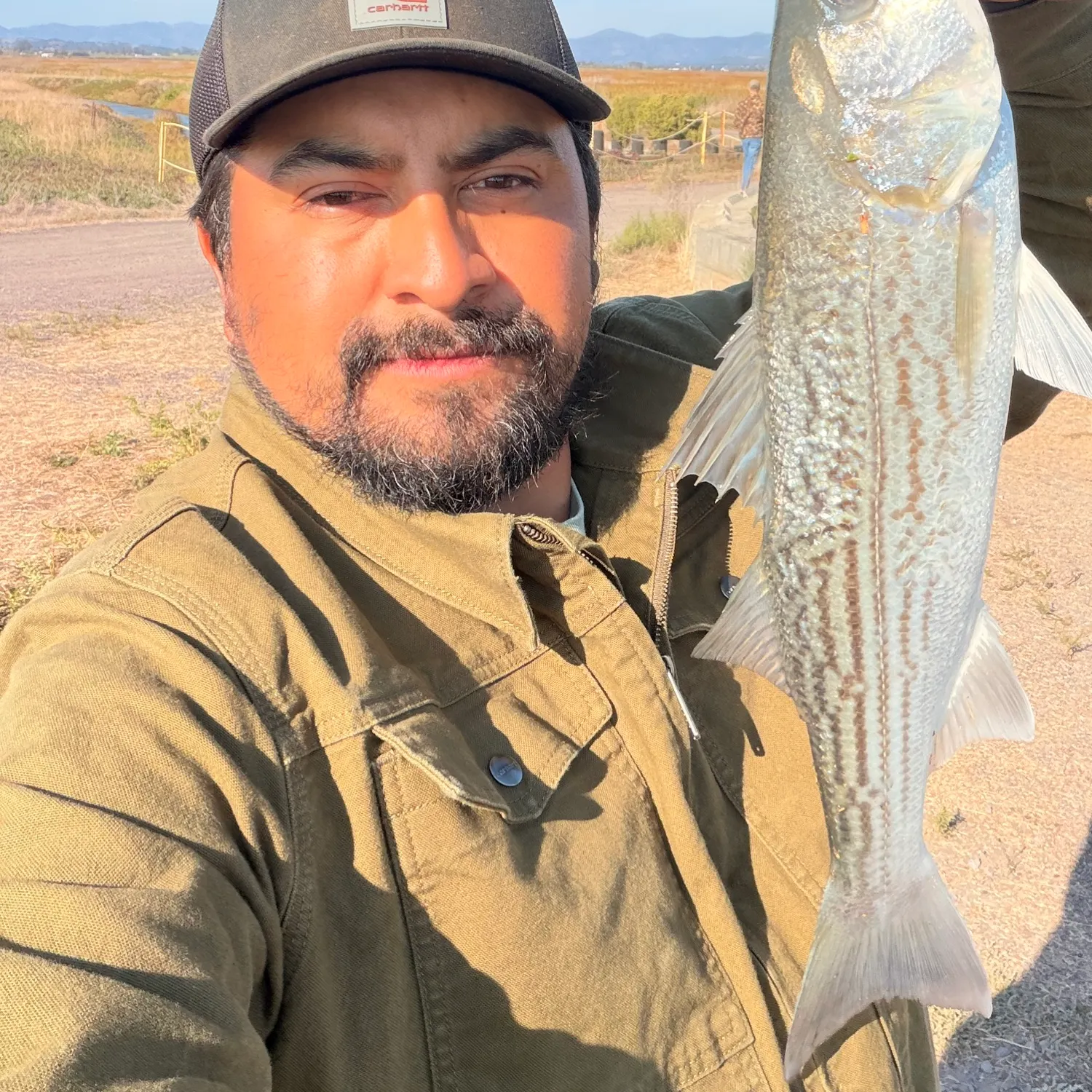 Striped bass caught on Fishbrain