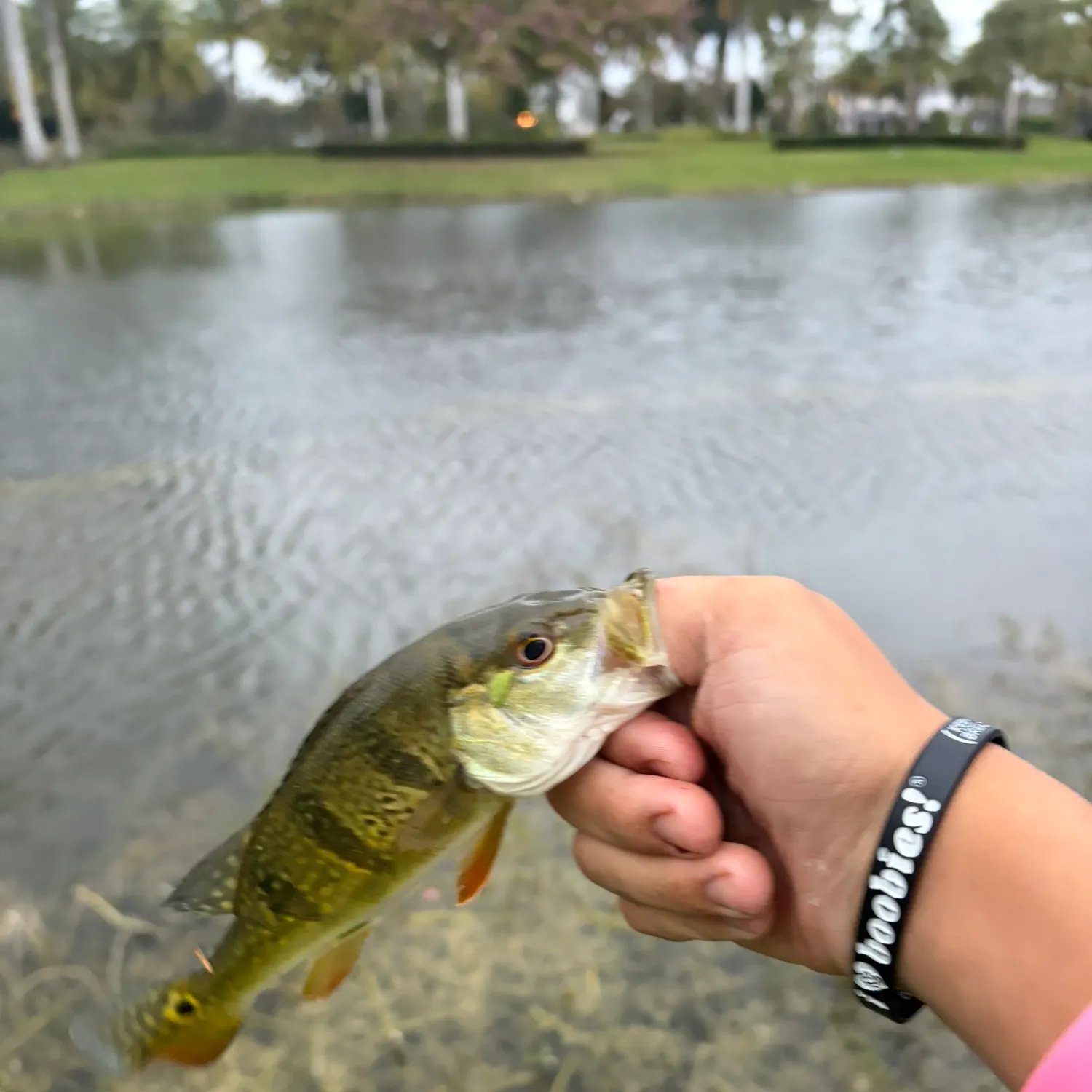 The most recent Butterfly peacock bass catches on Fishbrain