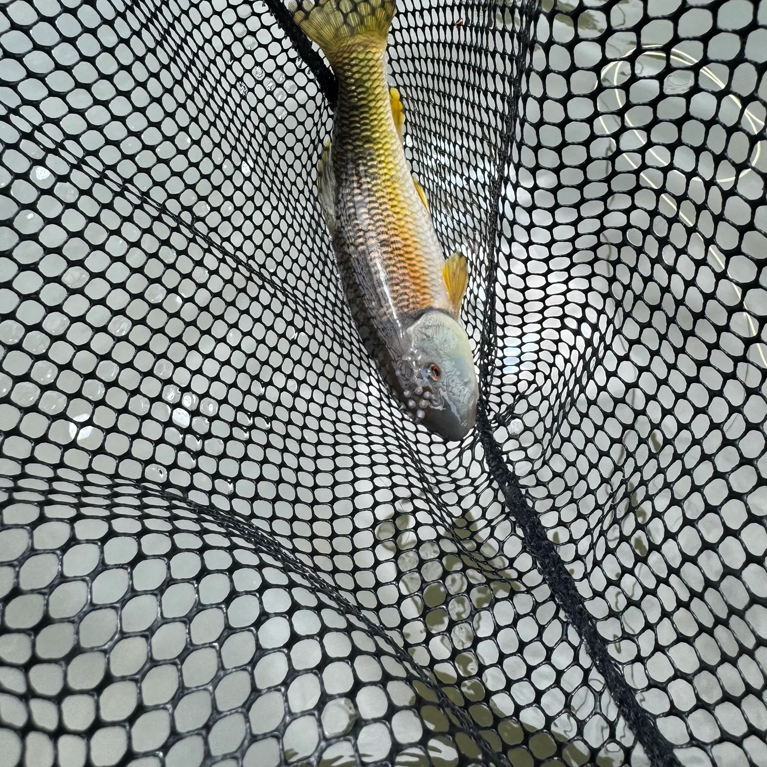 The most recent River chub catches on Fishbrain