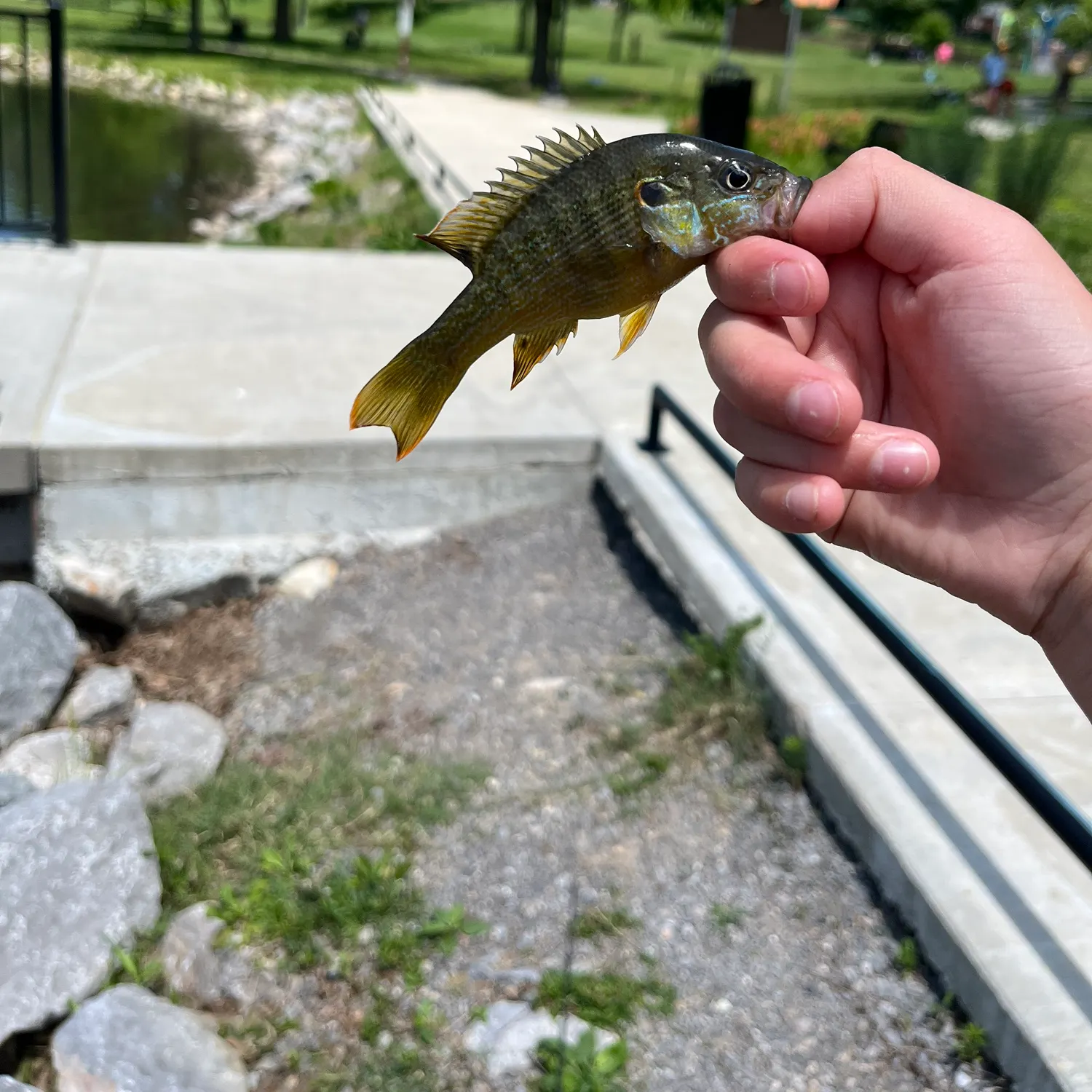 catch