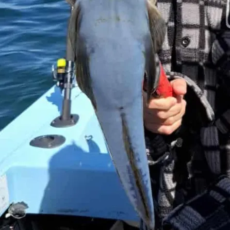 The most recent Black-banded flathead catches on Fishbrain