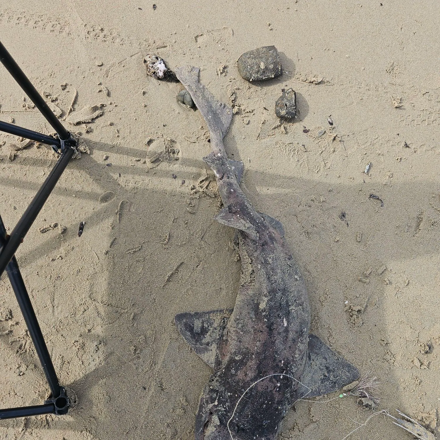 The most popular recent Swellshark catch on Fishbrain