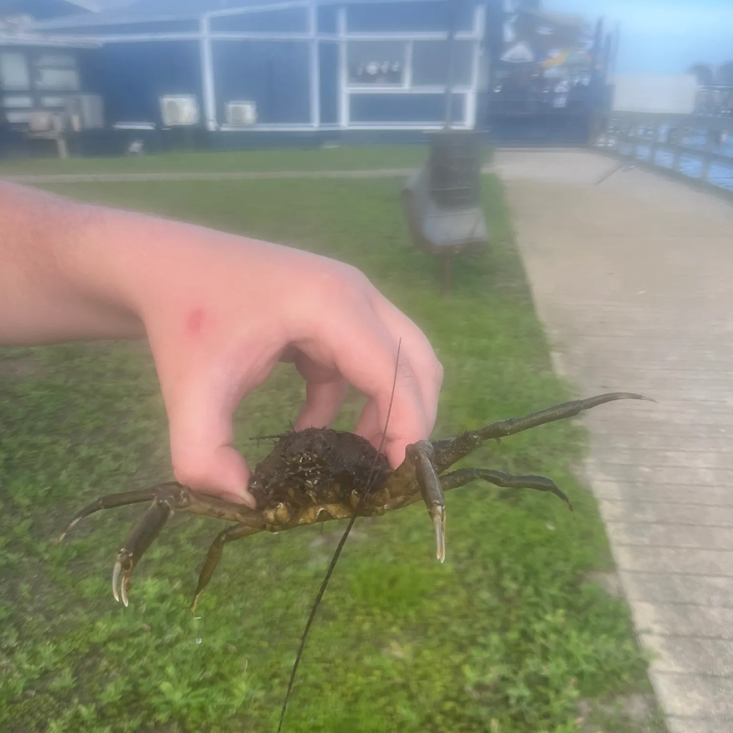 The most recent European spider crab catches on Fishbrain