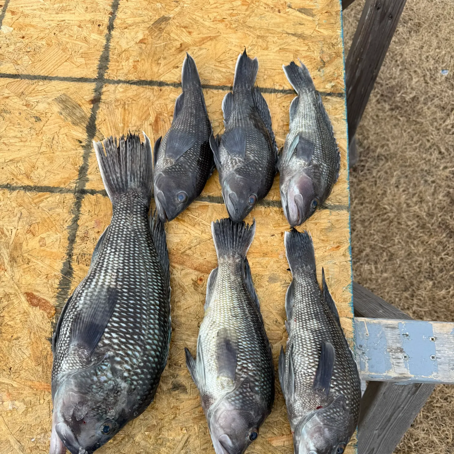The most recent Black sea bass catches on Fishbrain
