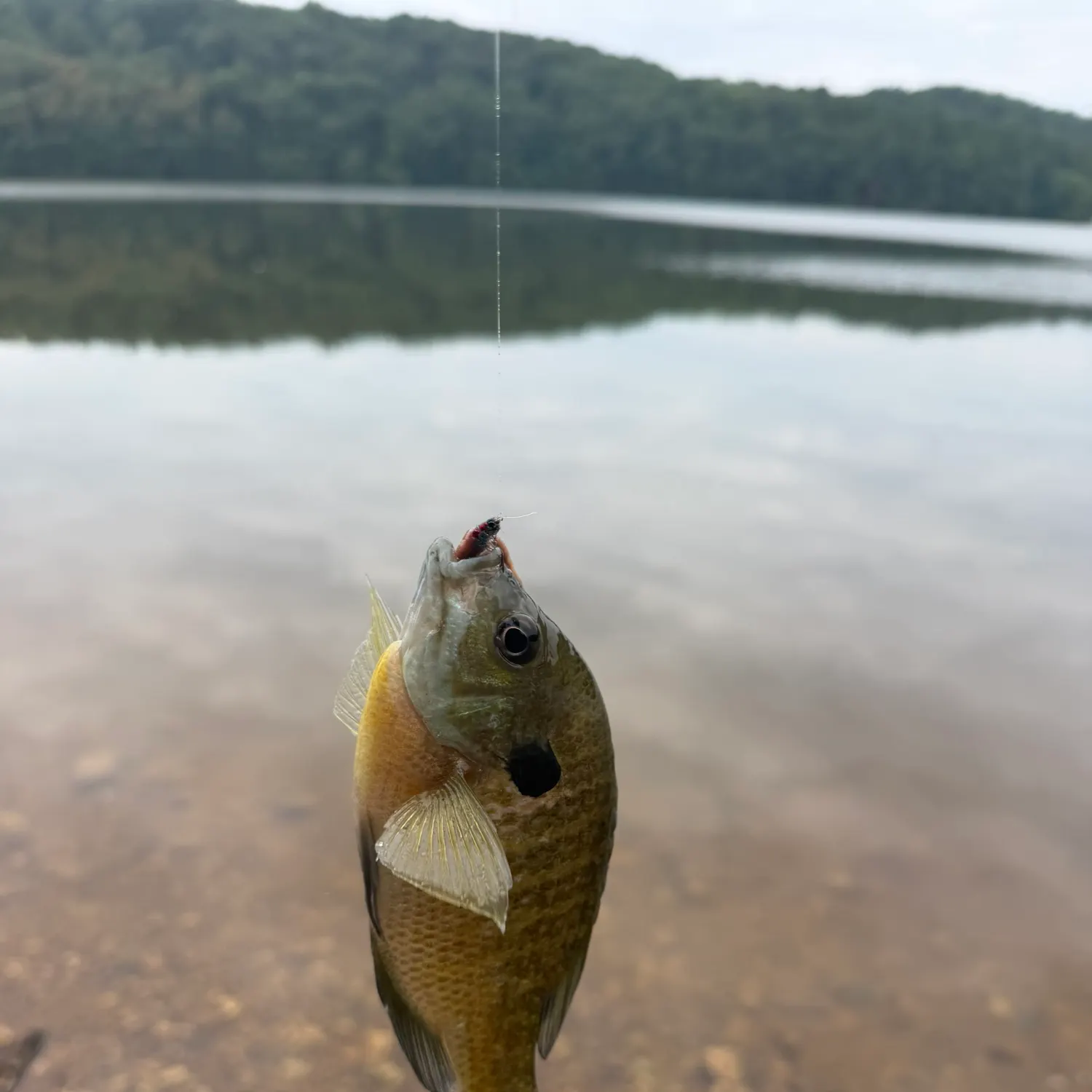Bluegill caught on Fishbrain