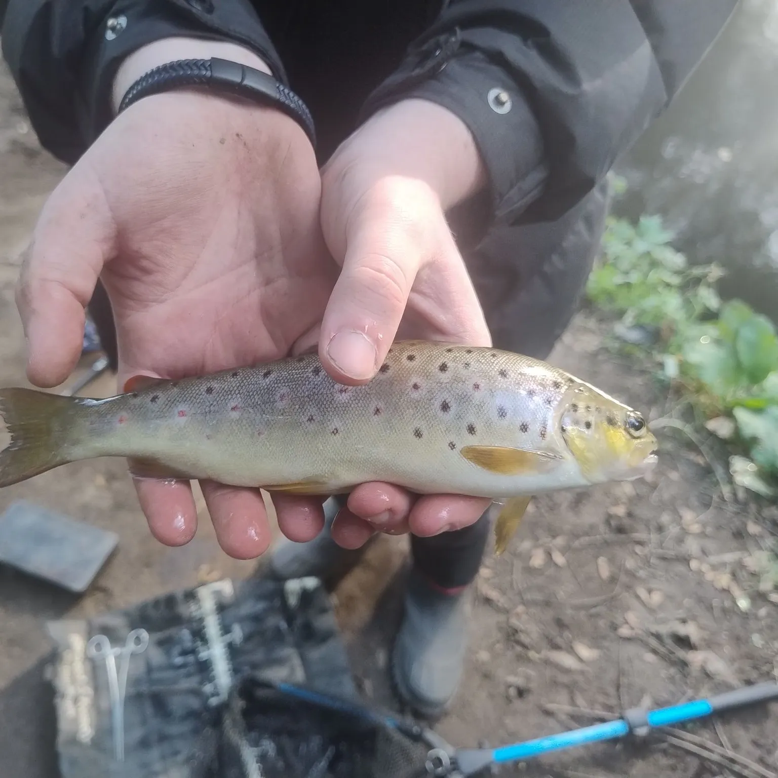Brown trout caught on Fishbrain