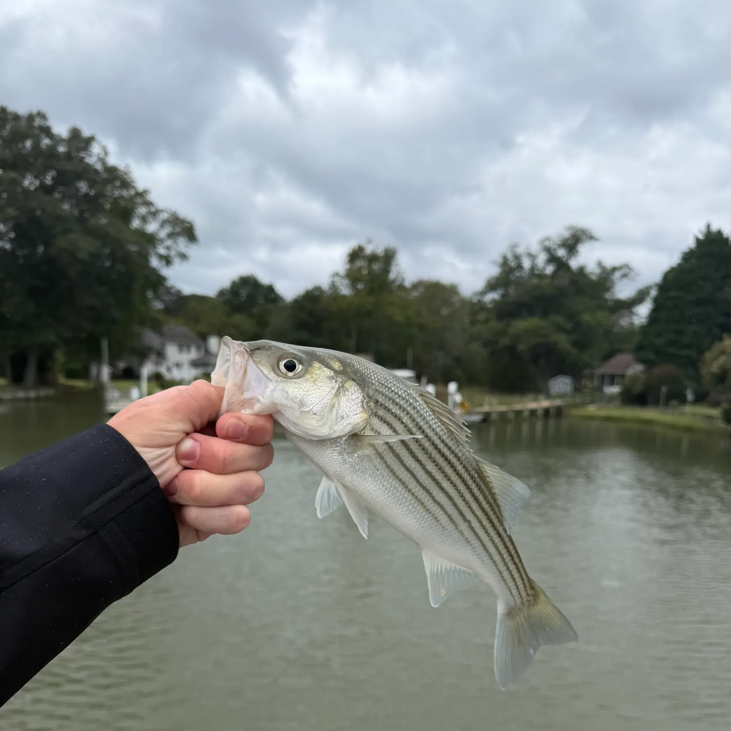 Striped bass caught on Fishbrain