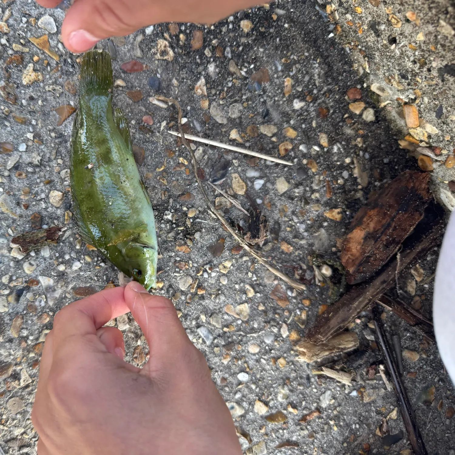 Ballan wrasse caught on Fishbrain