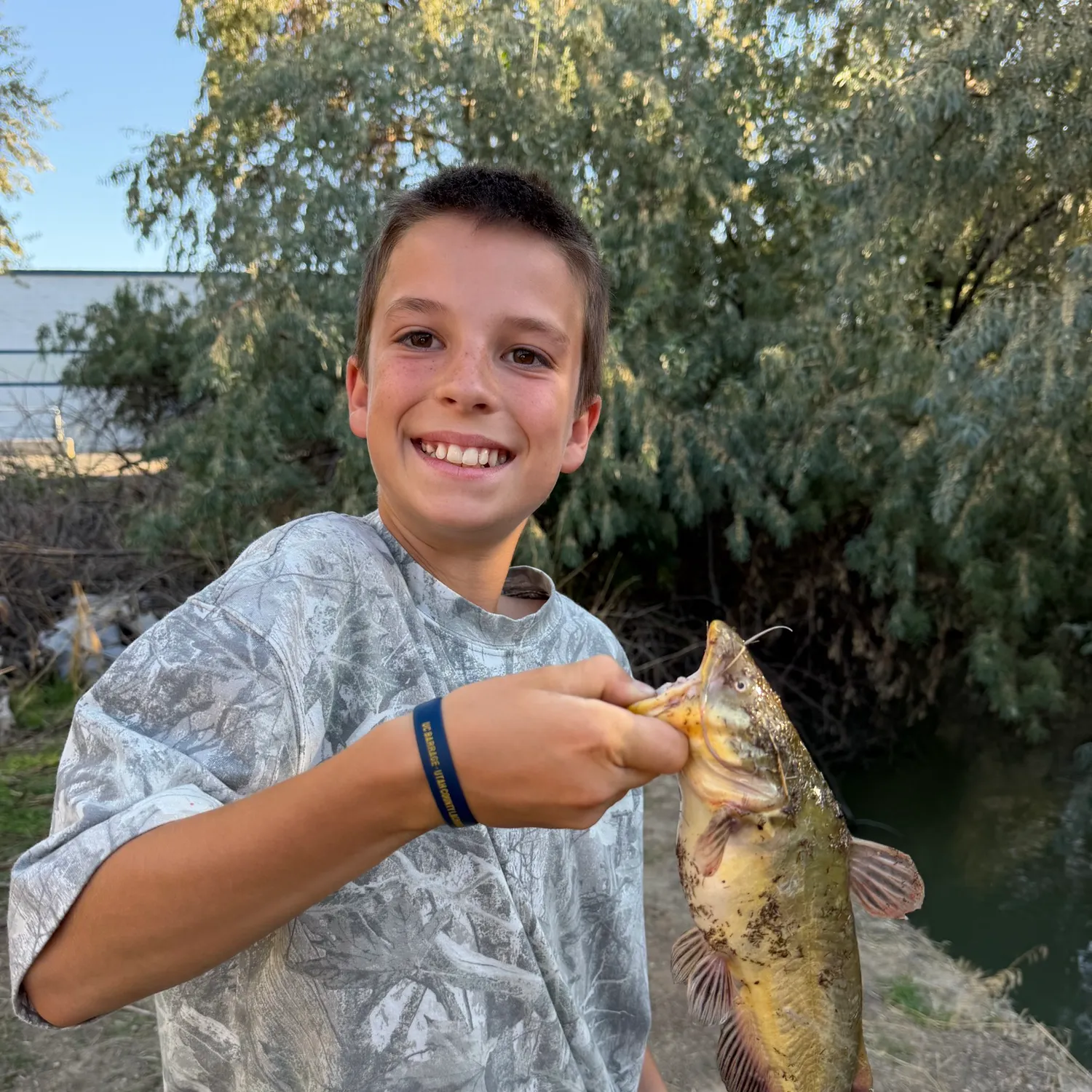 Yellow bullhead caught on Fishbrain