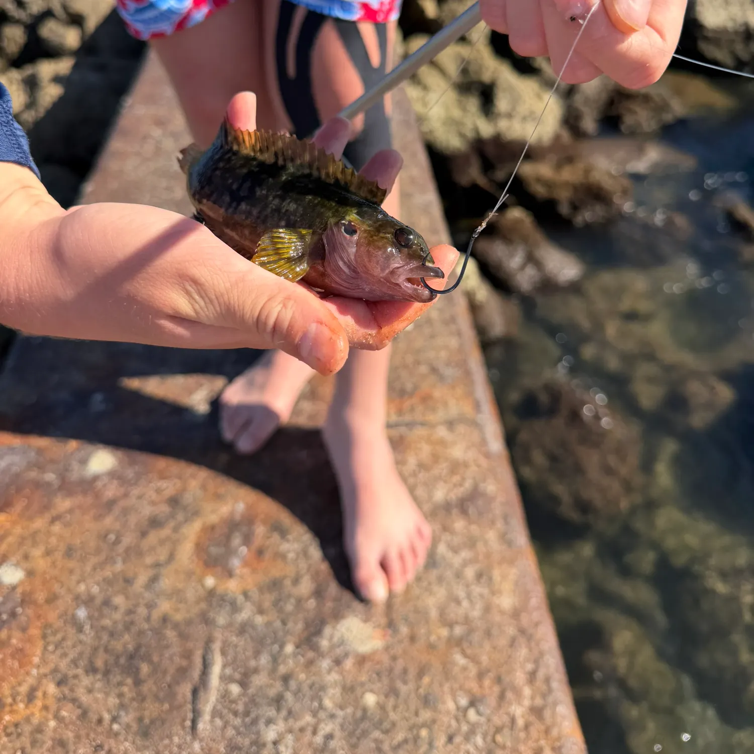 The most recent Hairy blenny catches on Fishbrain